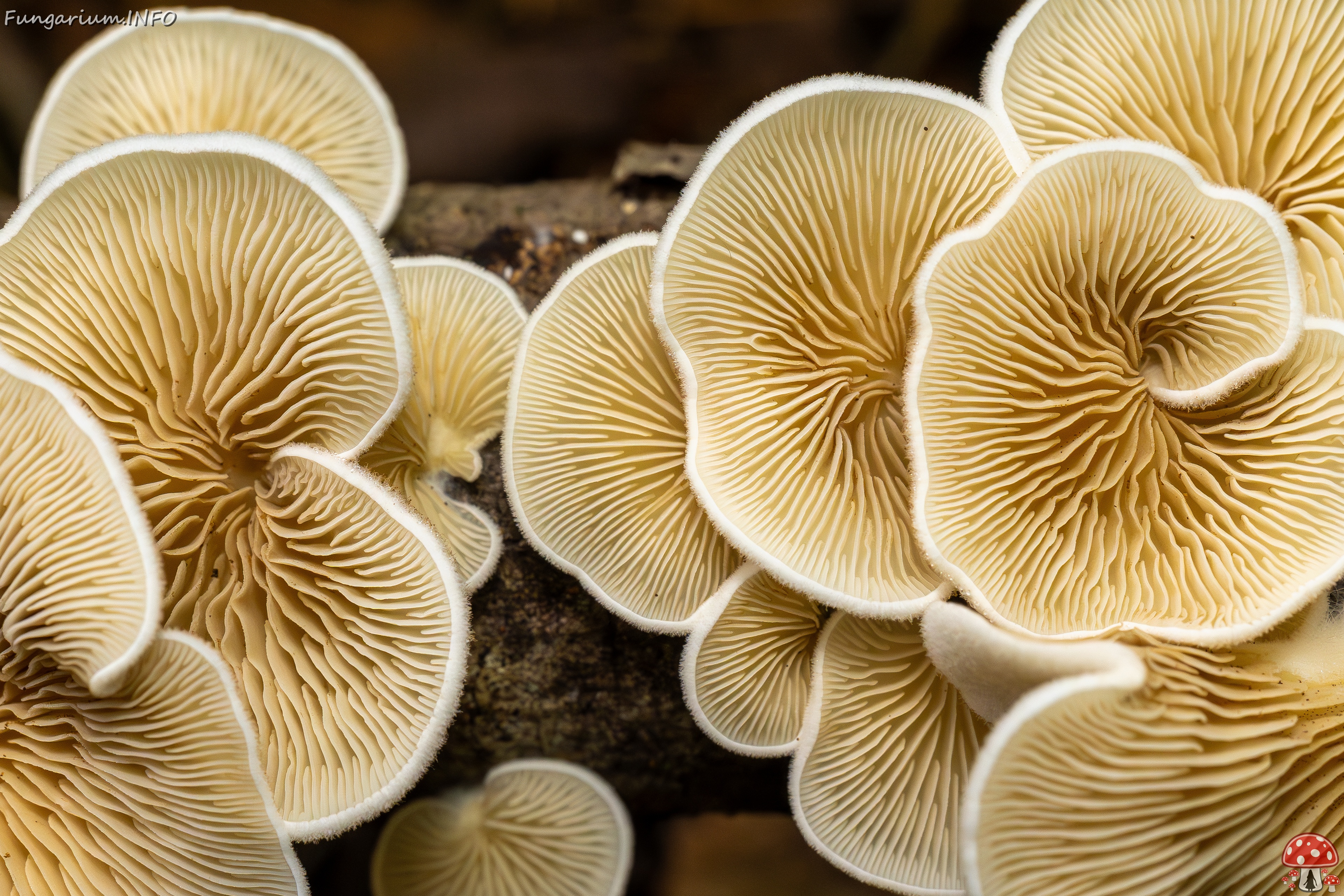 Crepidotus calolepis _2025-09-07_1-11 