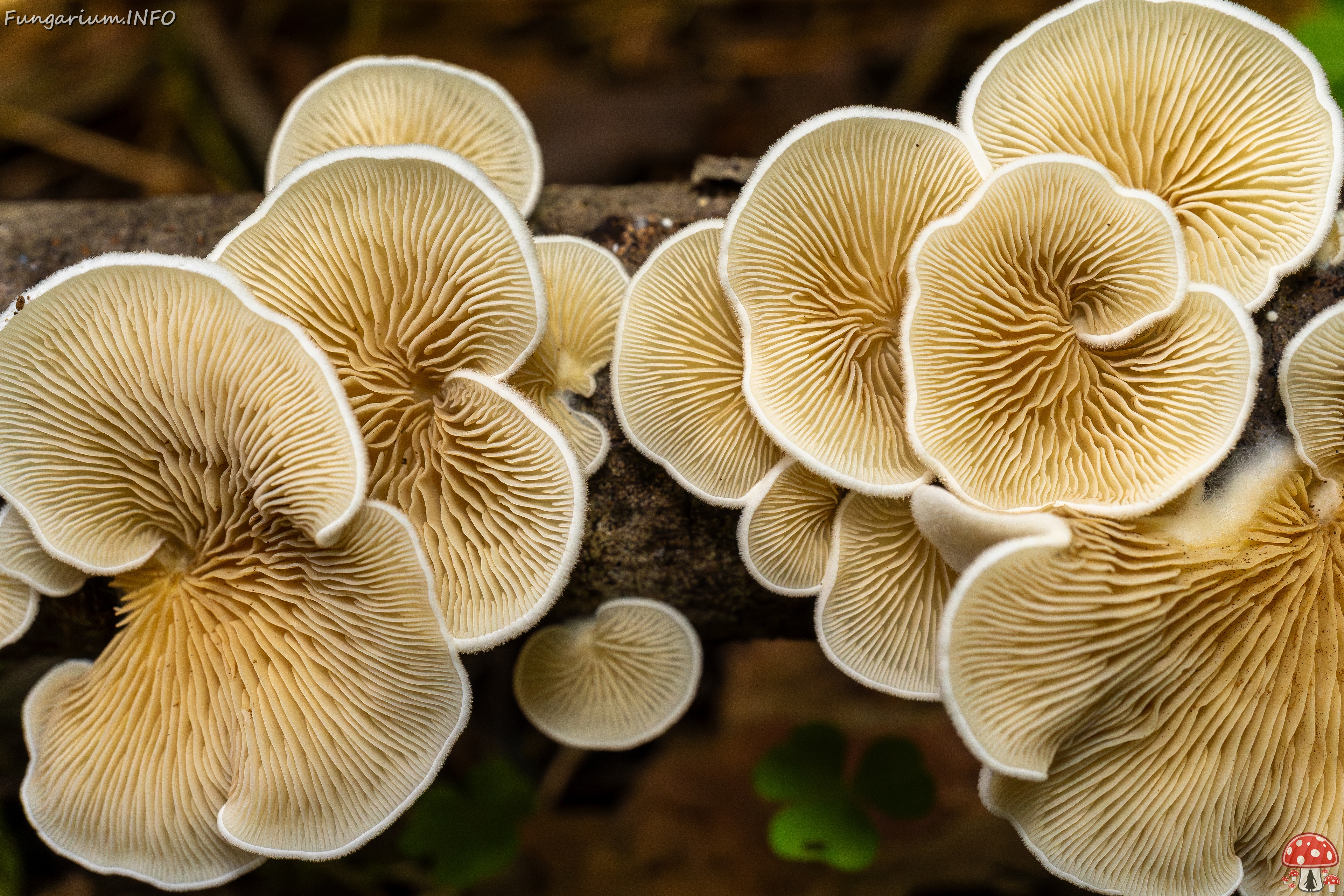 Crepidotus calolepis _2025-09-07_1-12 