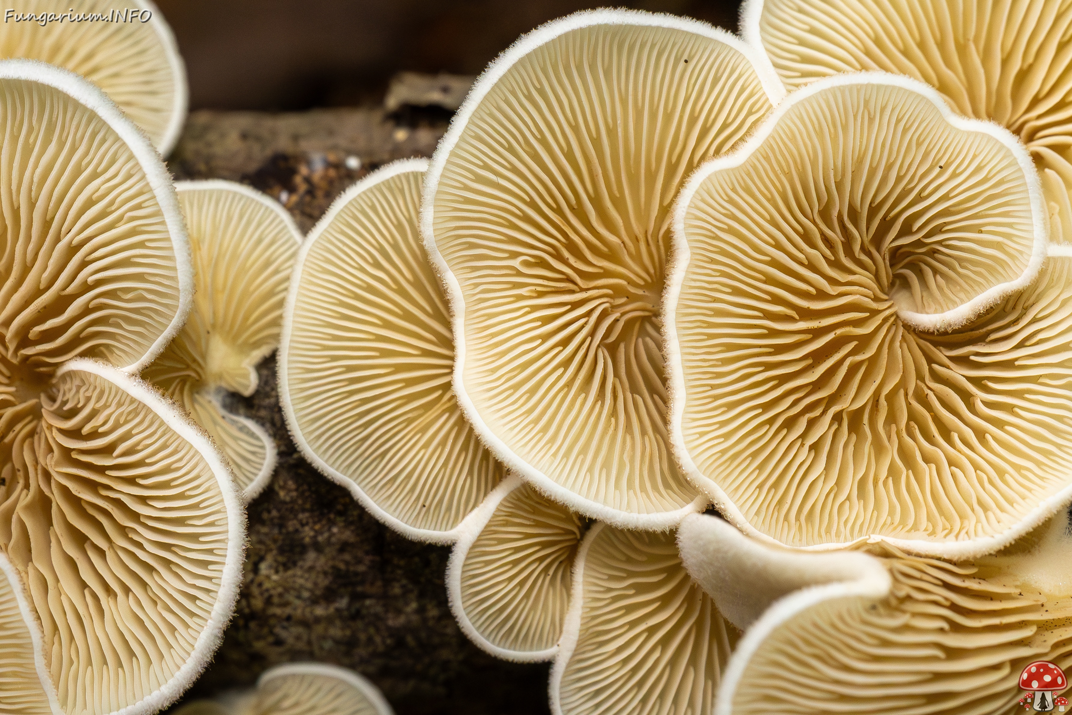 Crepidotus calolepis _2025-09-07_1-13 