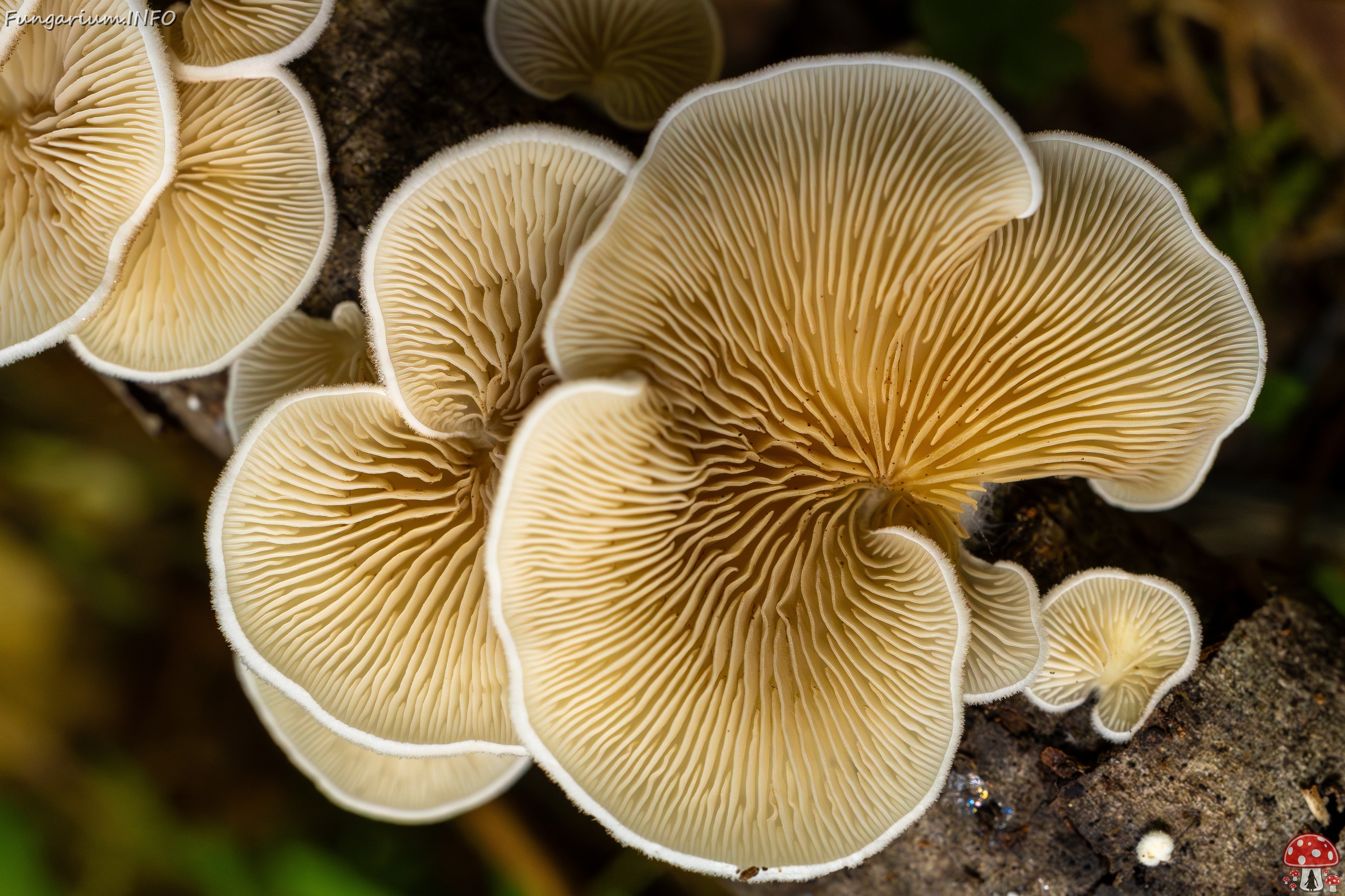 Crepidotus calolepis _2025-09-07_1-15 