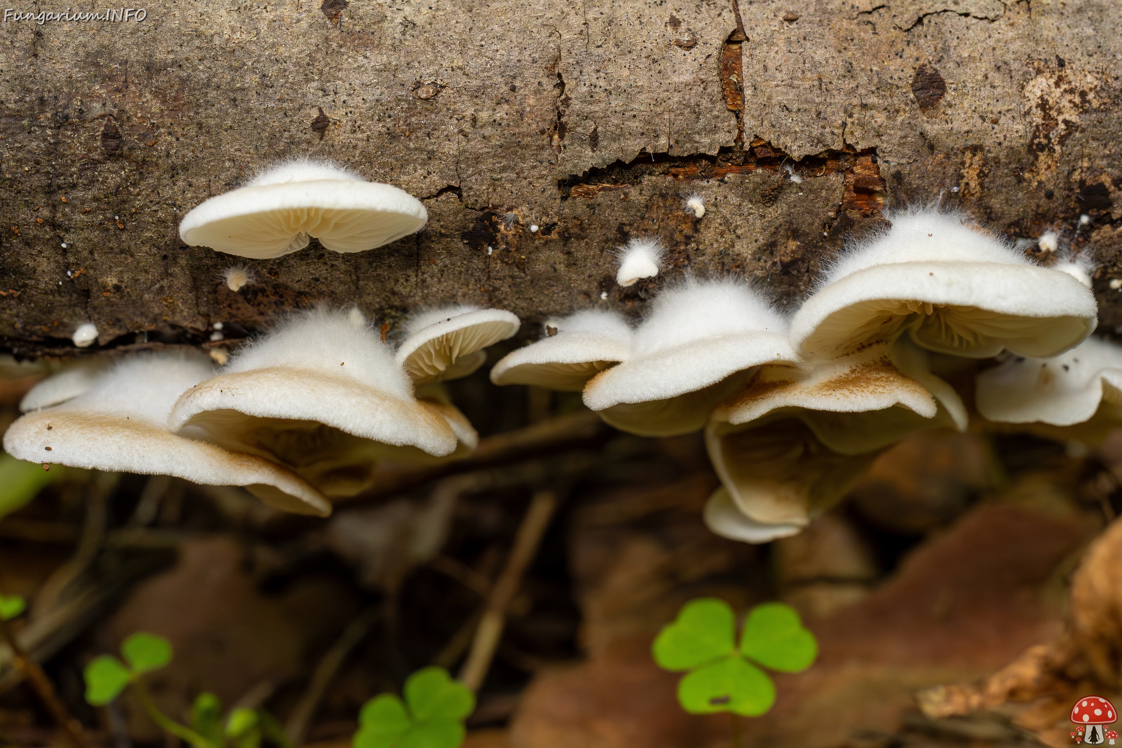 Crepidotus calolepis _2025-09-07_1-2 