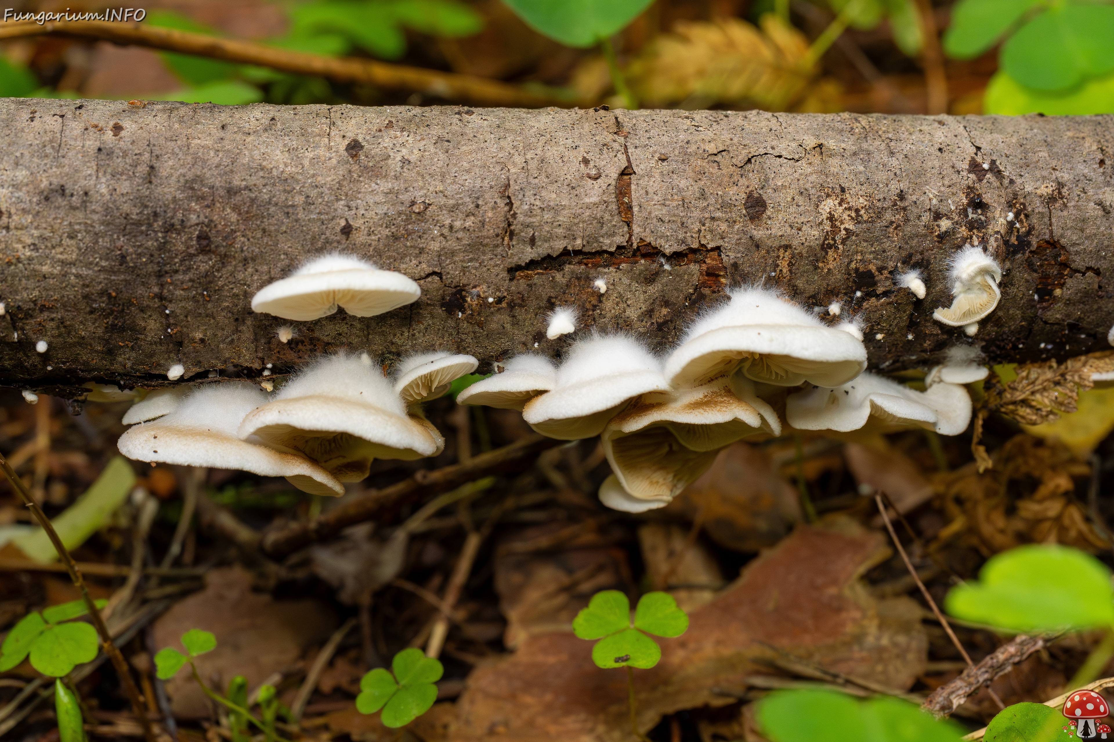 Crepidotus calolepis _2025-09-07_1-3 