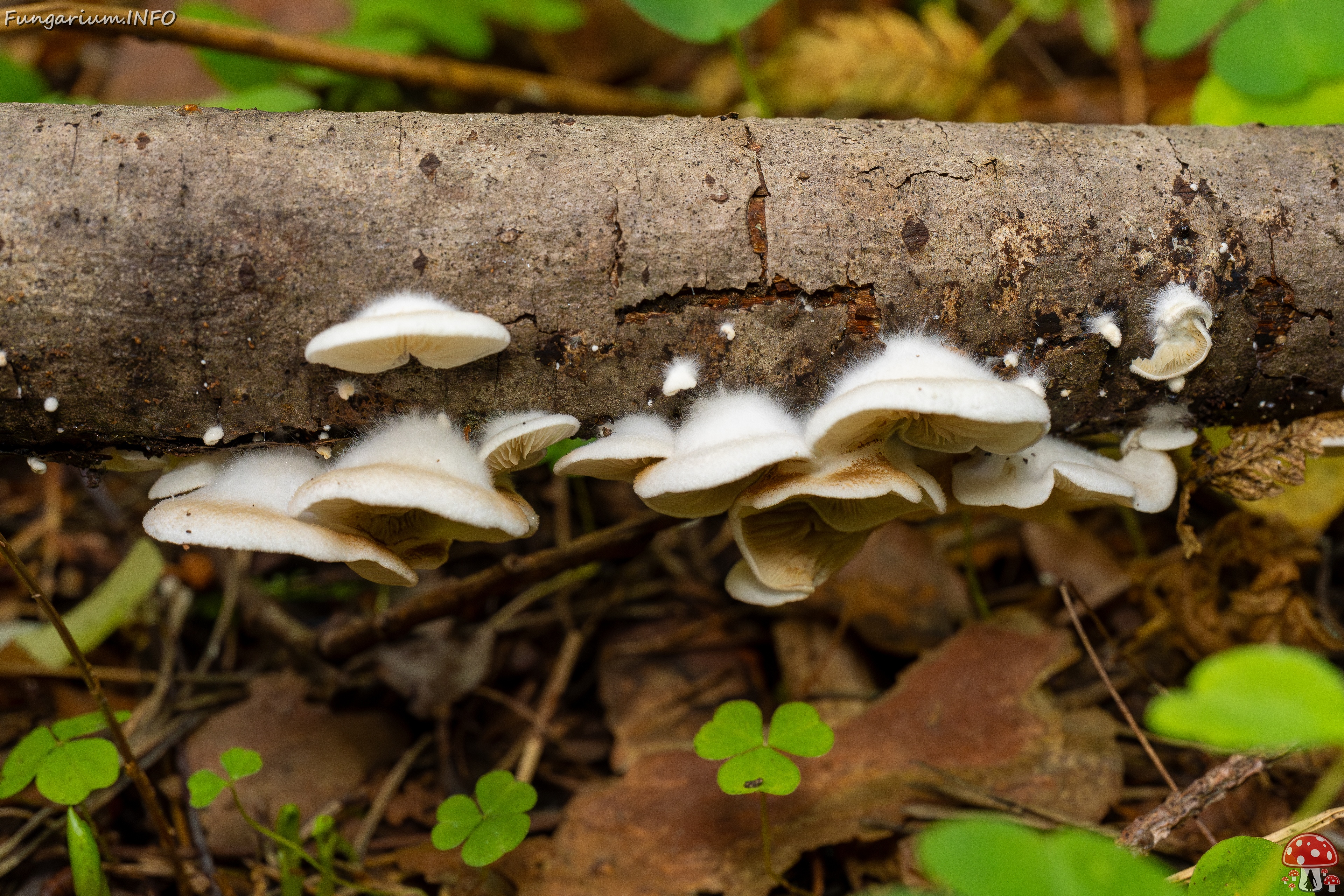 Crepidotus calolepis _2025-09-07_1-4 