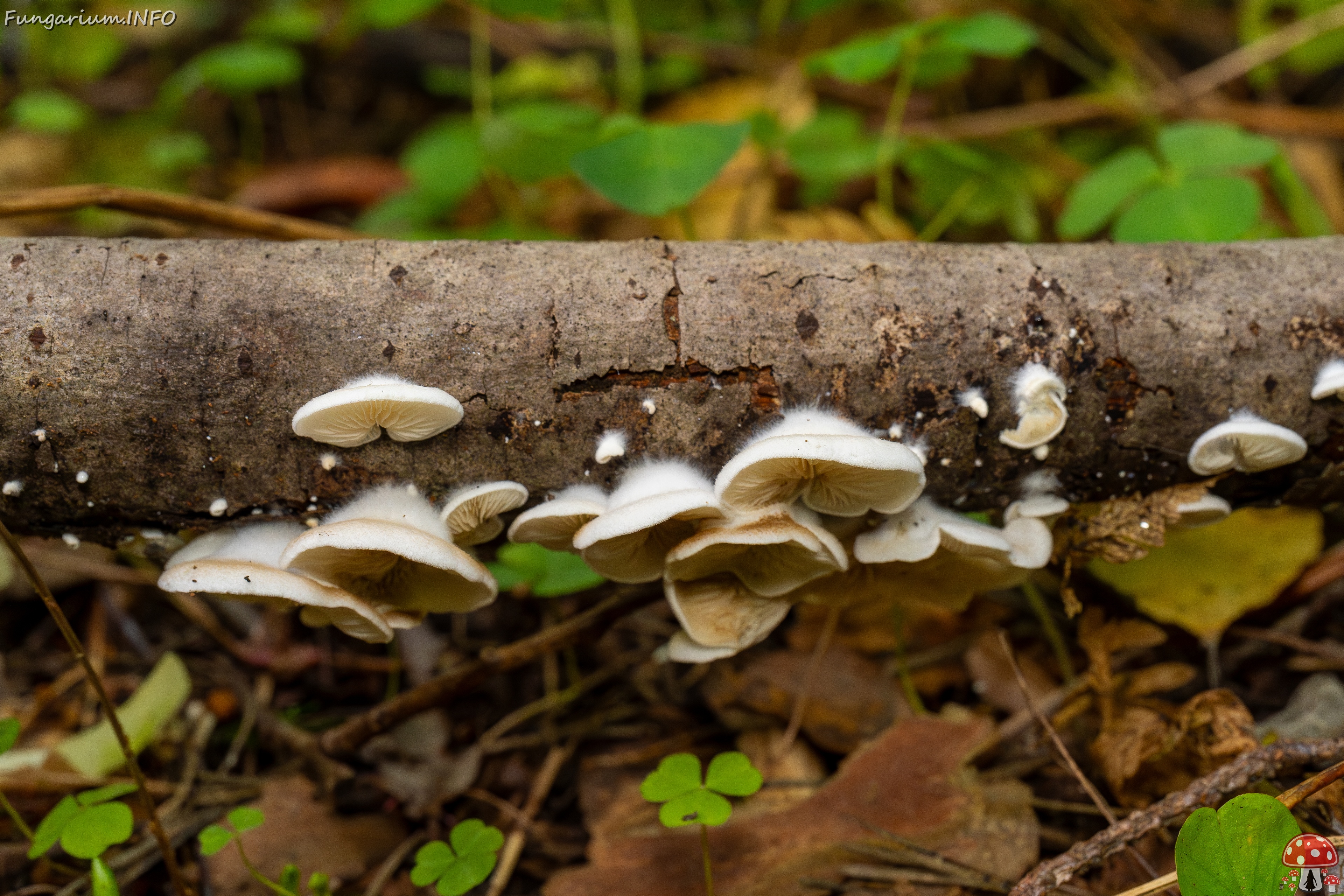 Crepidotus calolepis _2025-09-07_1-6 