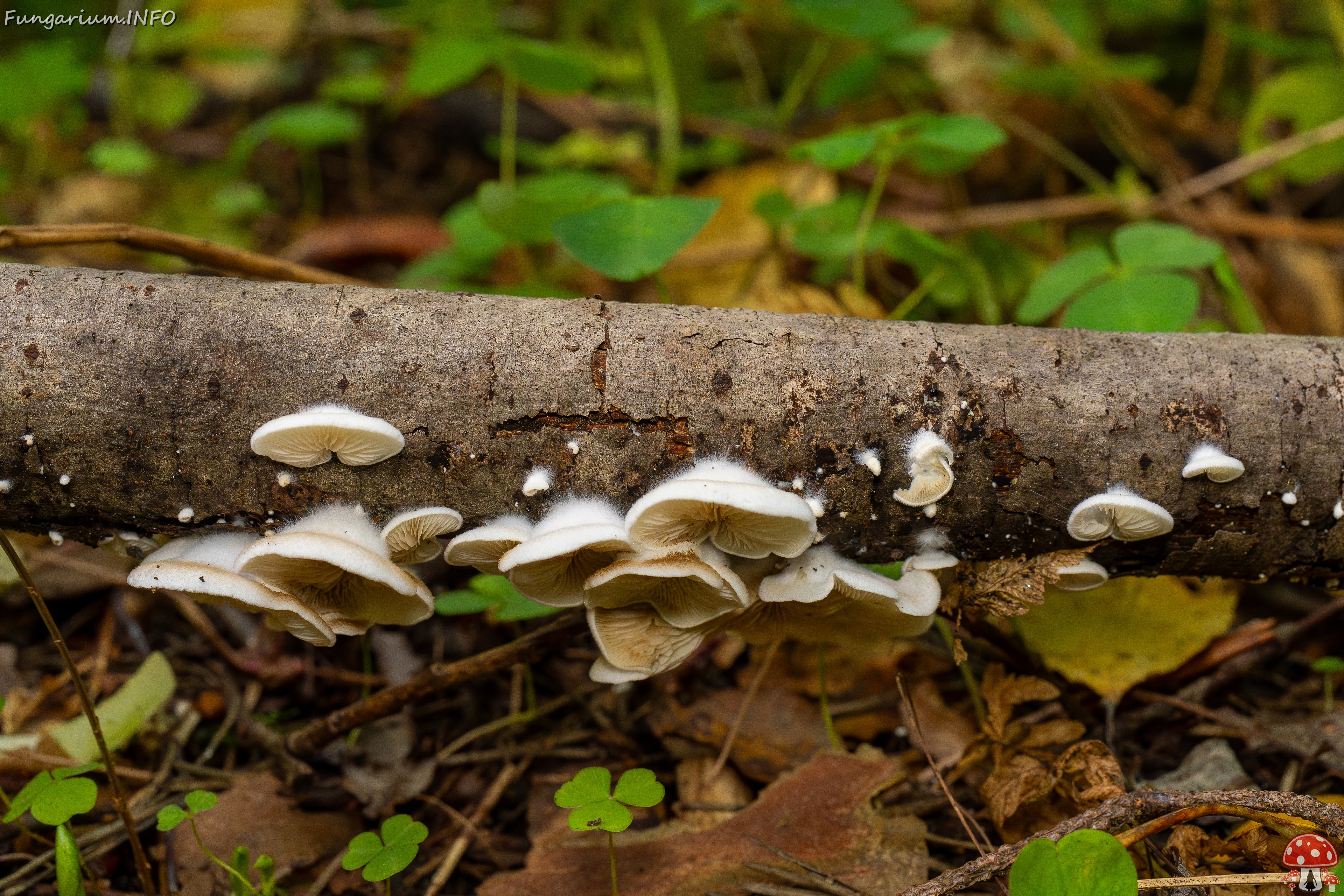 Crepidotus calolepis _2025-09-07_1-7 