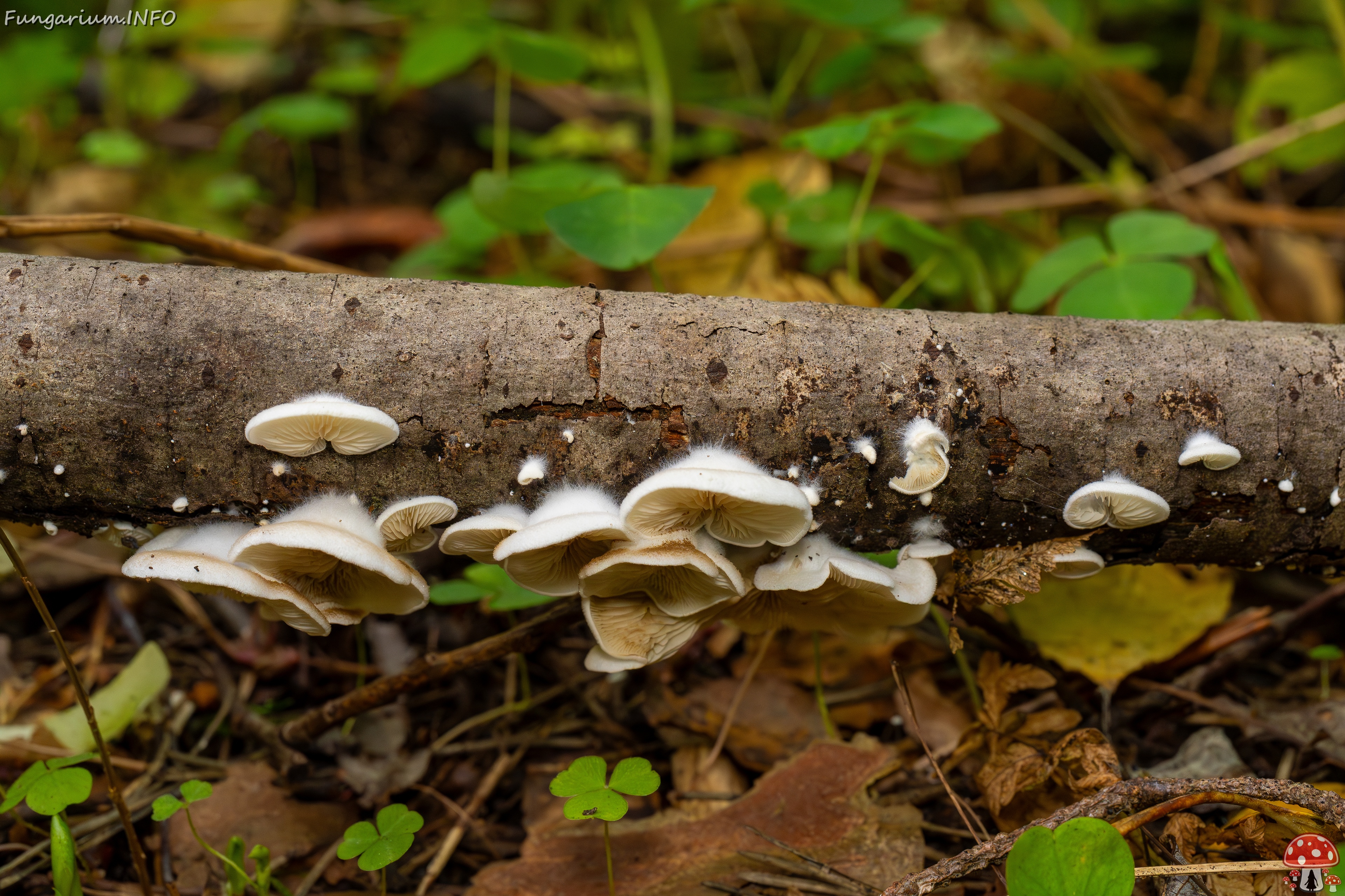 Crepidotus calolepis _2025-09-07_1-8 