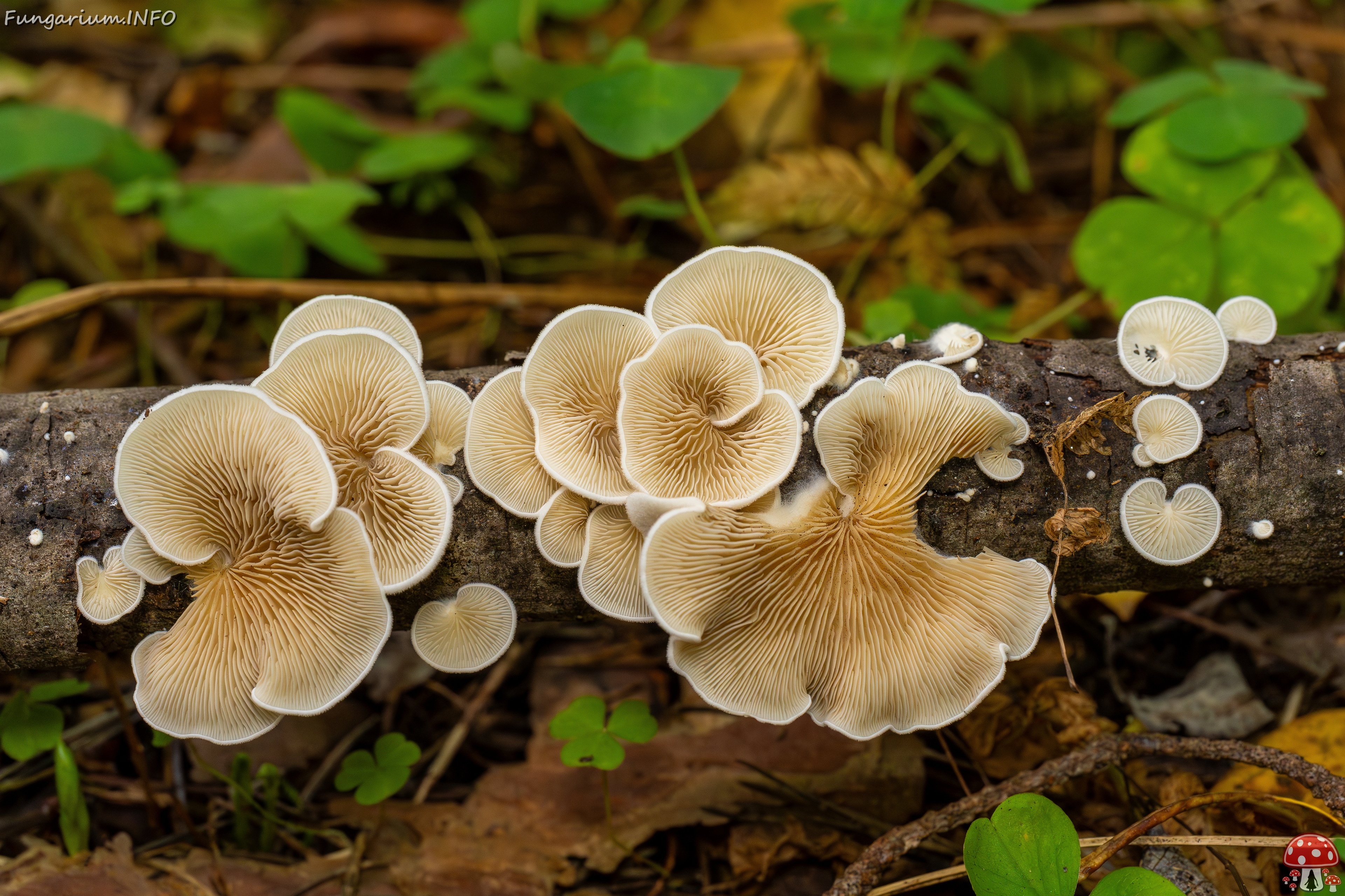Crepidotus calolepis _2025-09-07_1-9 