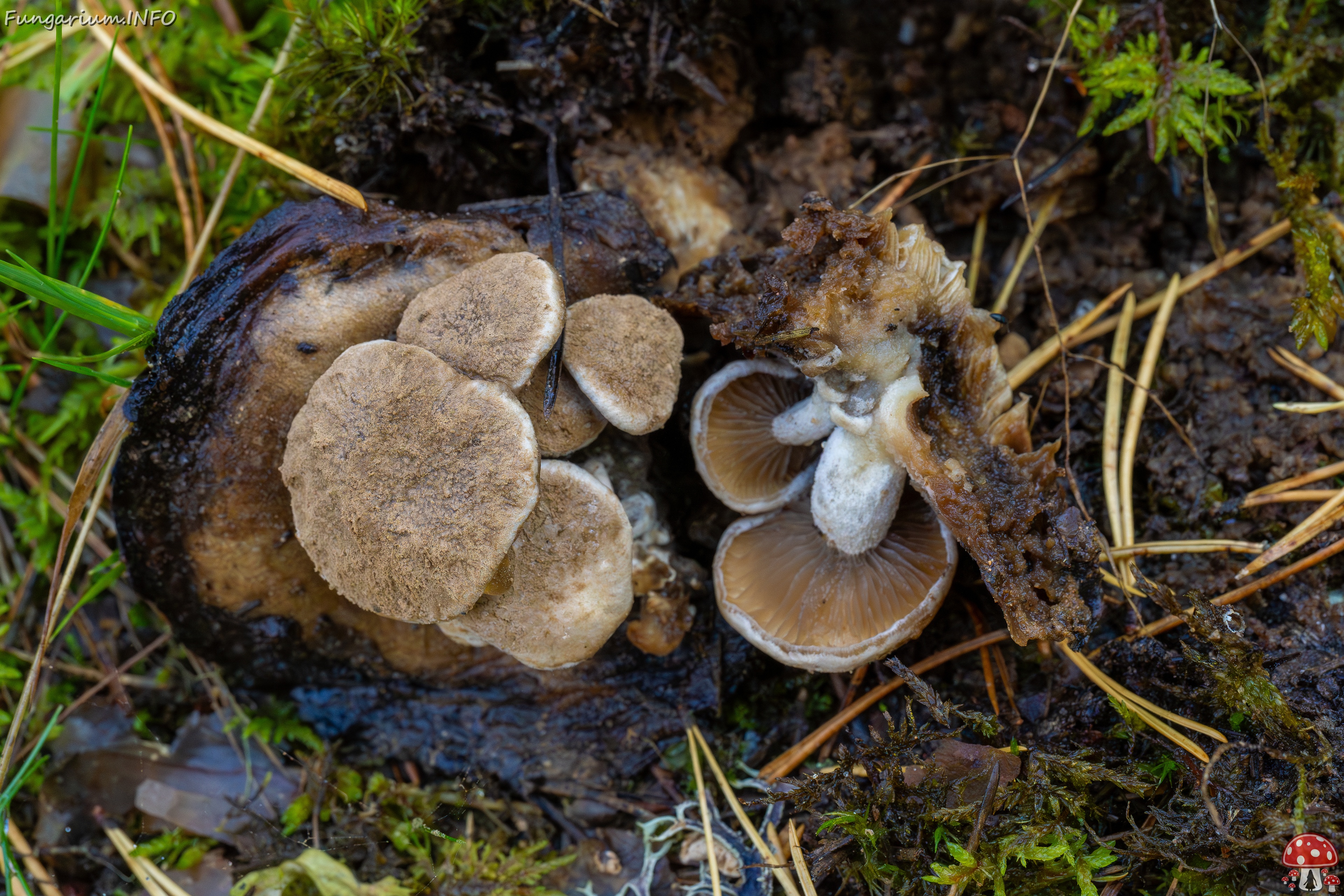 Asterophora lycoperdoides _2025-09-13_1-1 