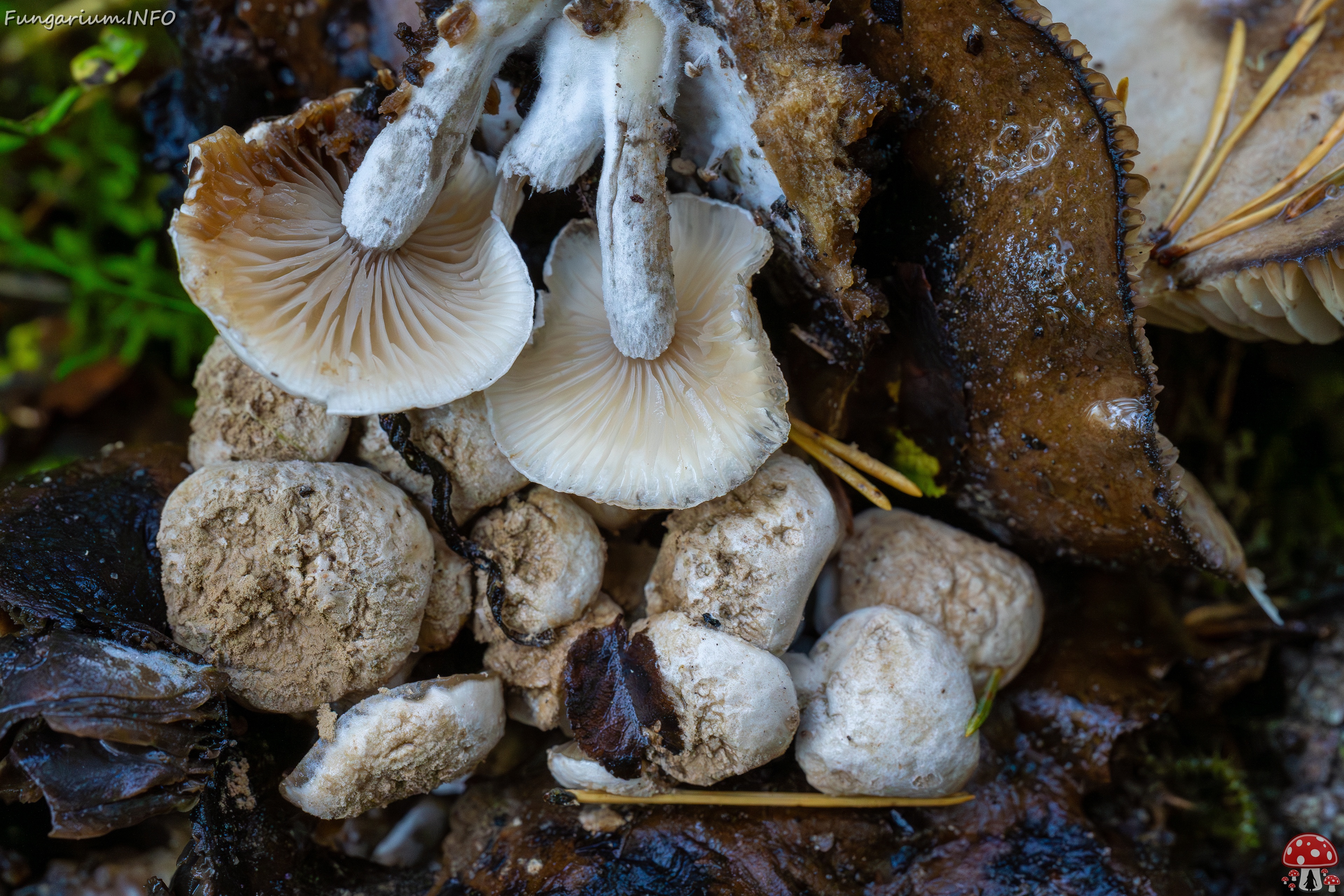 Asterophora lycoperdoides _2025-09-13_1-10 