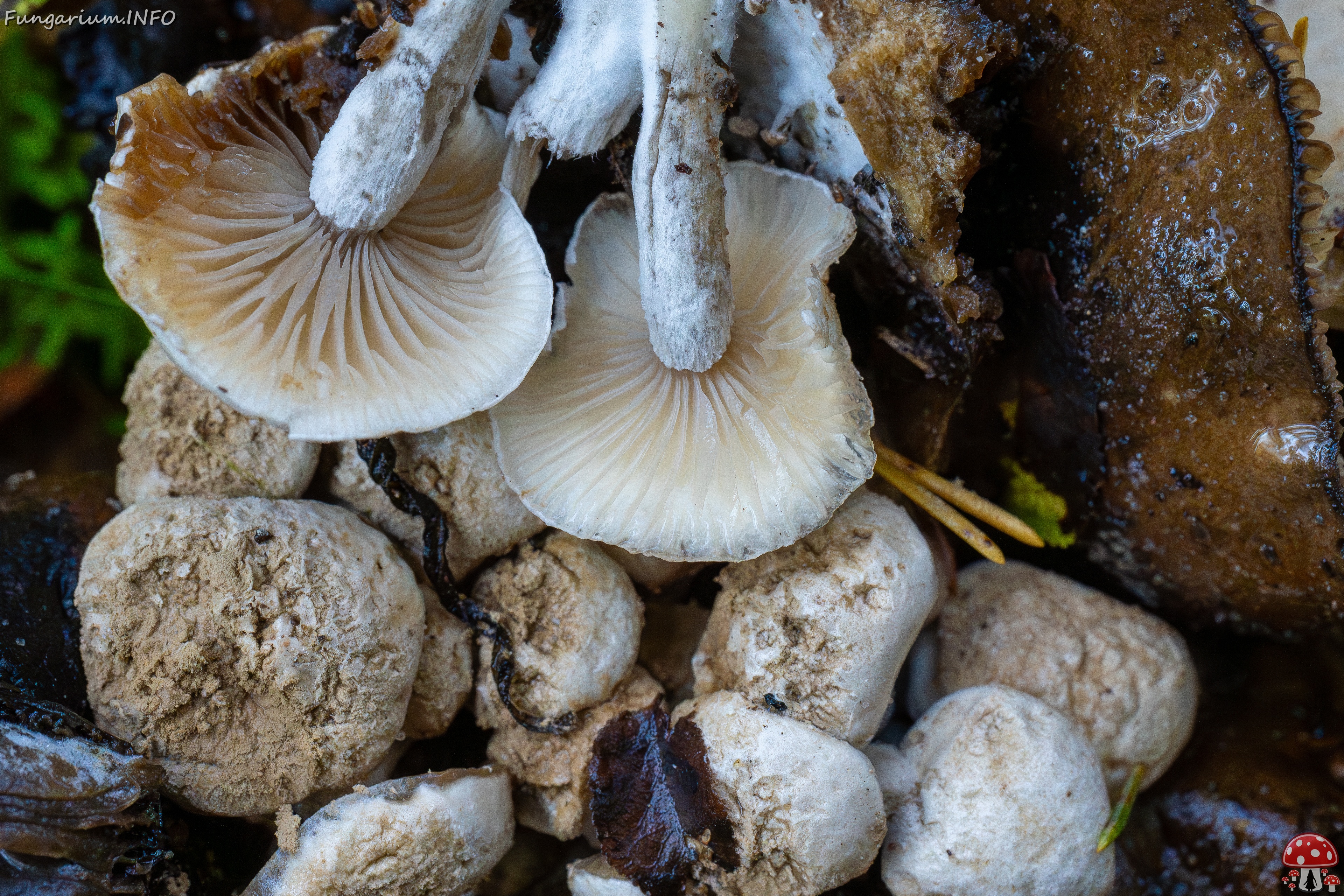 Asterophora lycoperdoides _2025-09-13_1-11 