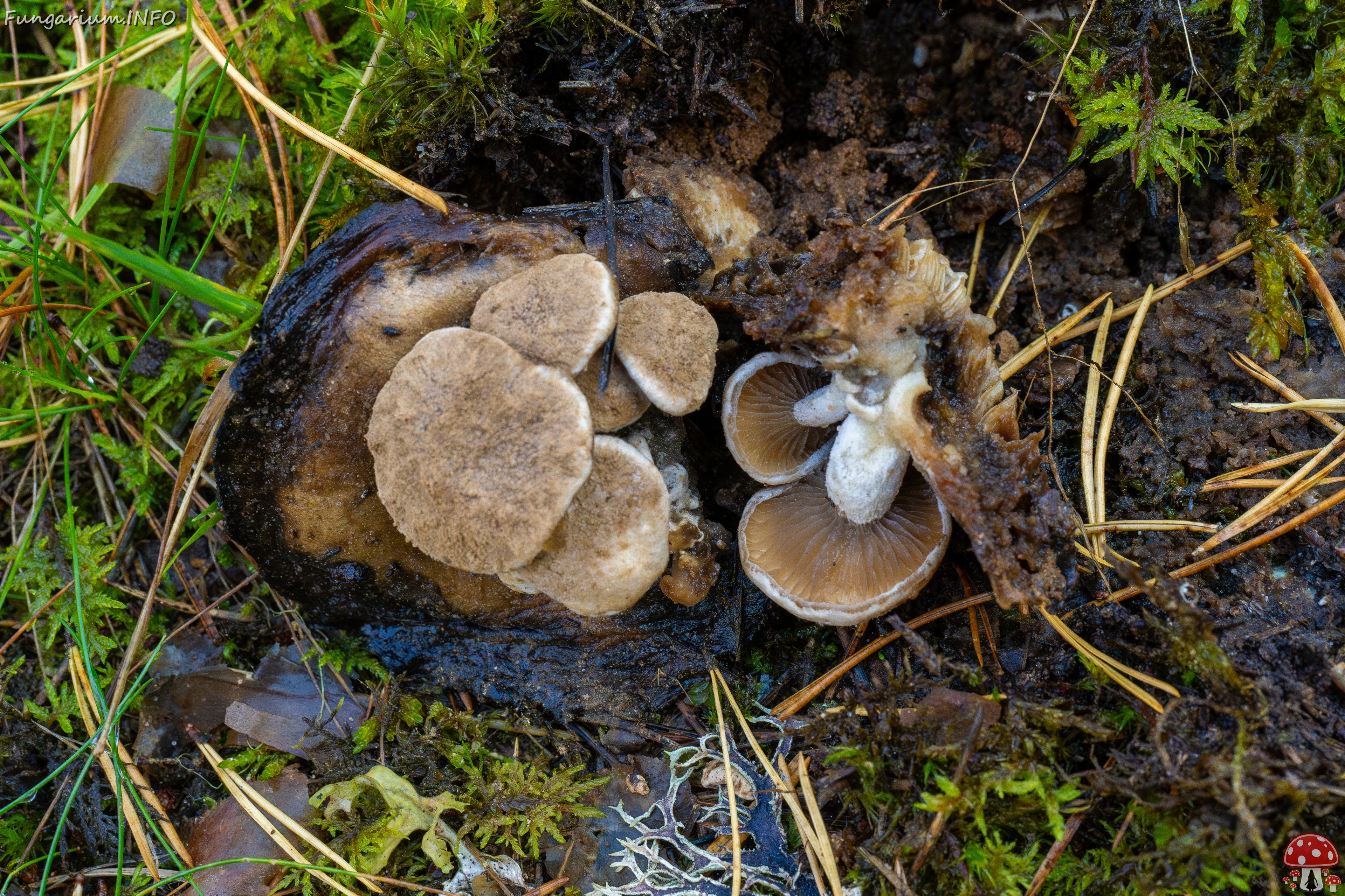 Asterophora lycoperdoides _2025-09-13_1-2 