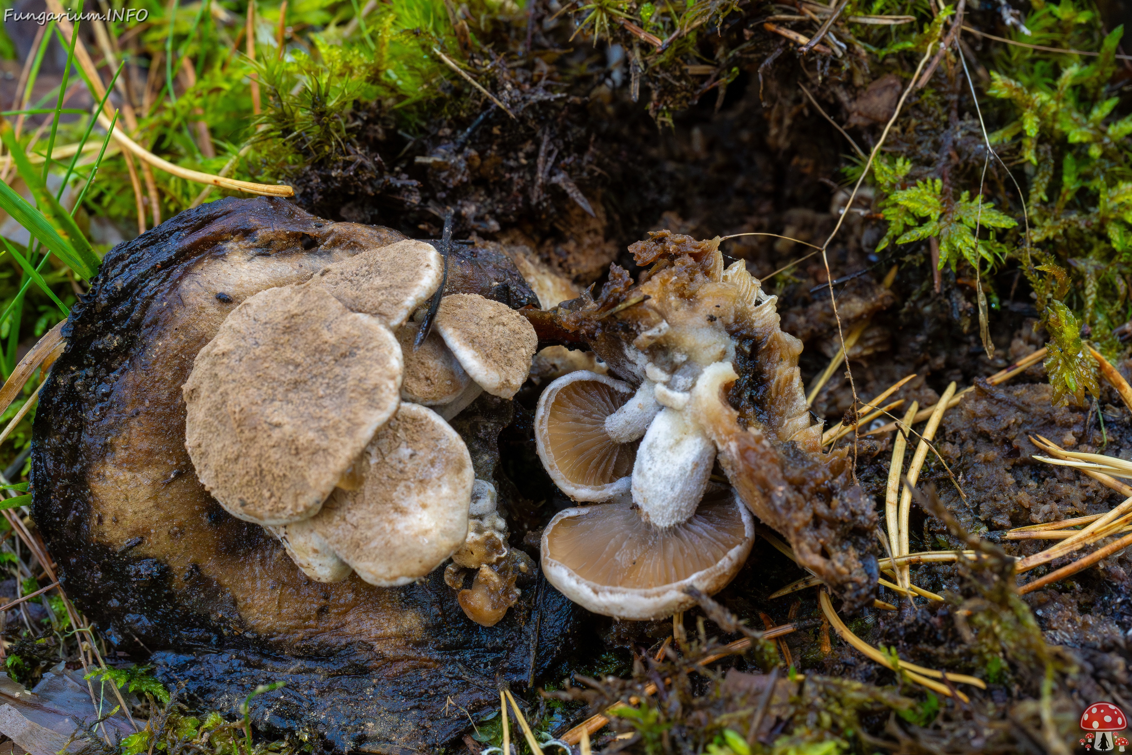 Asterophora lycoperdoides _2025-09-13_1-3 