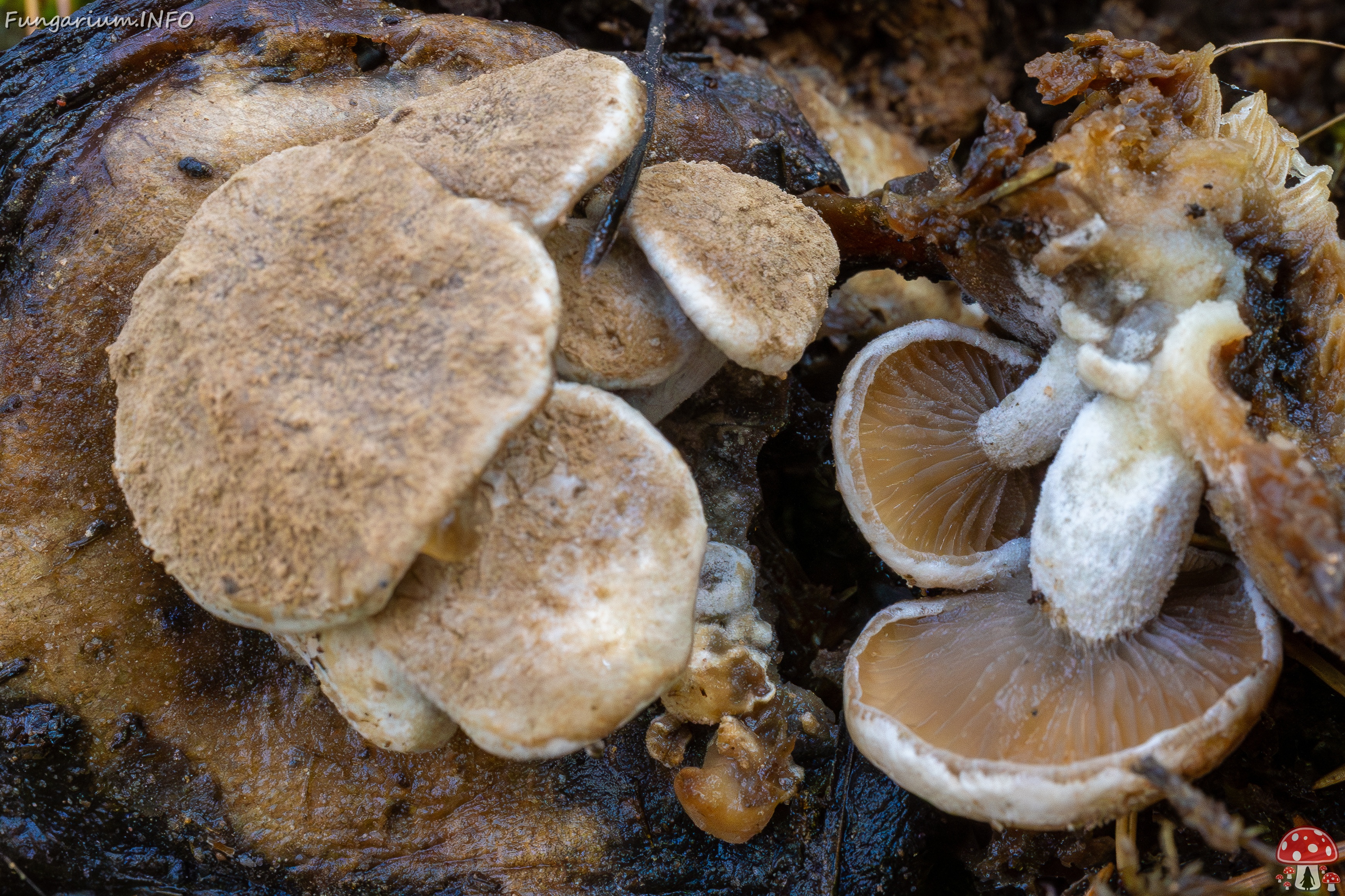 Asterophora lycoperdoides _2025-09-13_1-4 