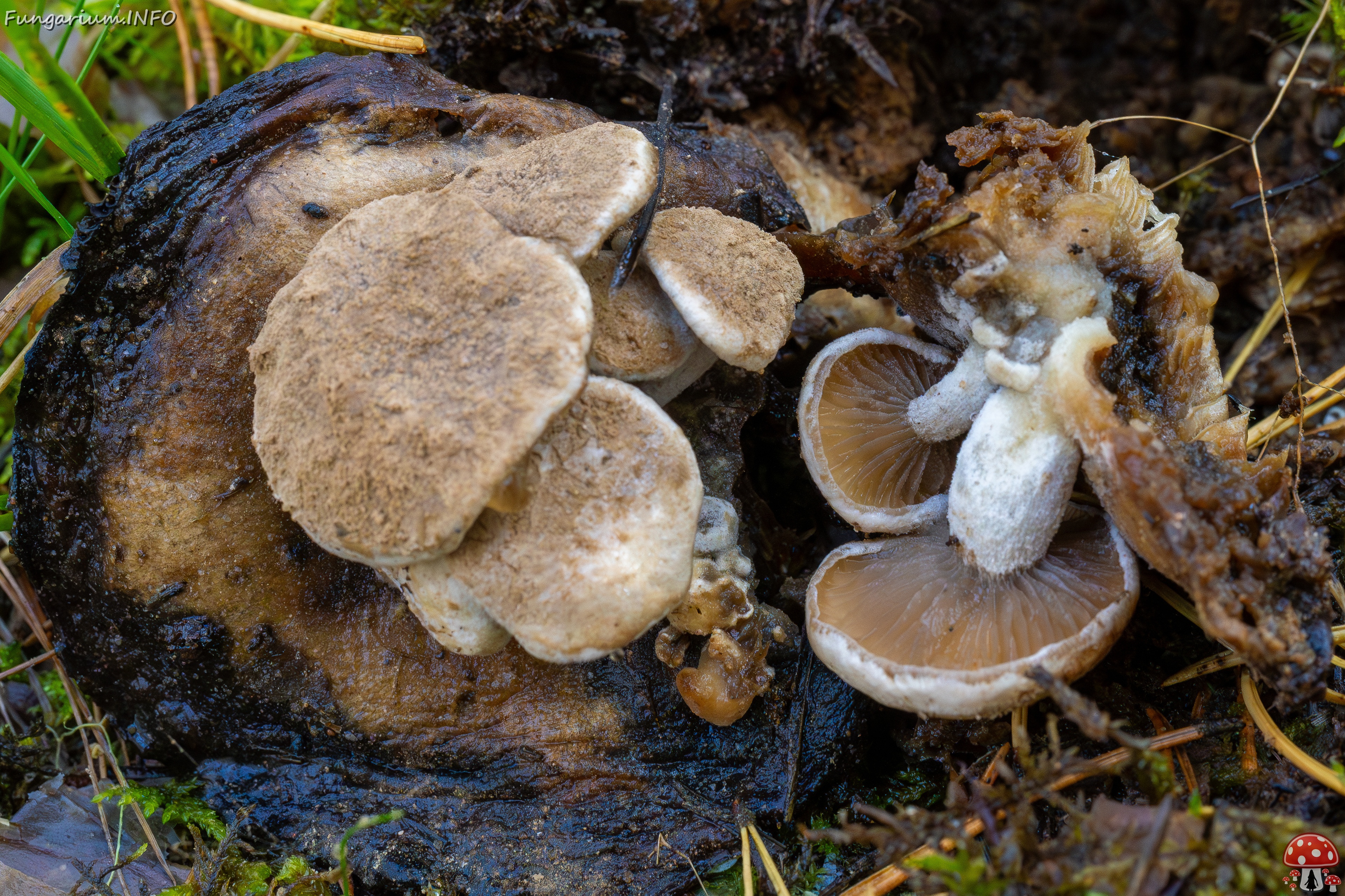 Asterophora lycoperdoides _2025-09-13_1-5 
