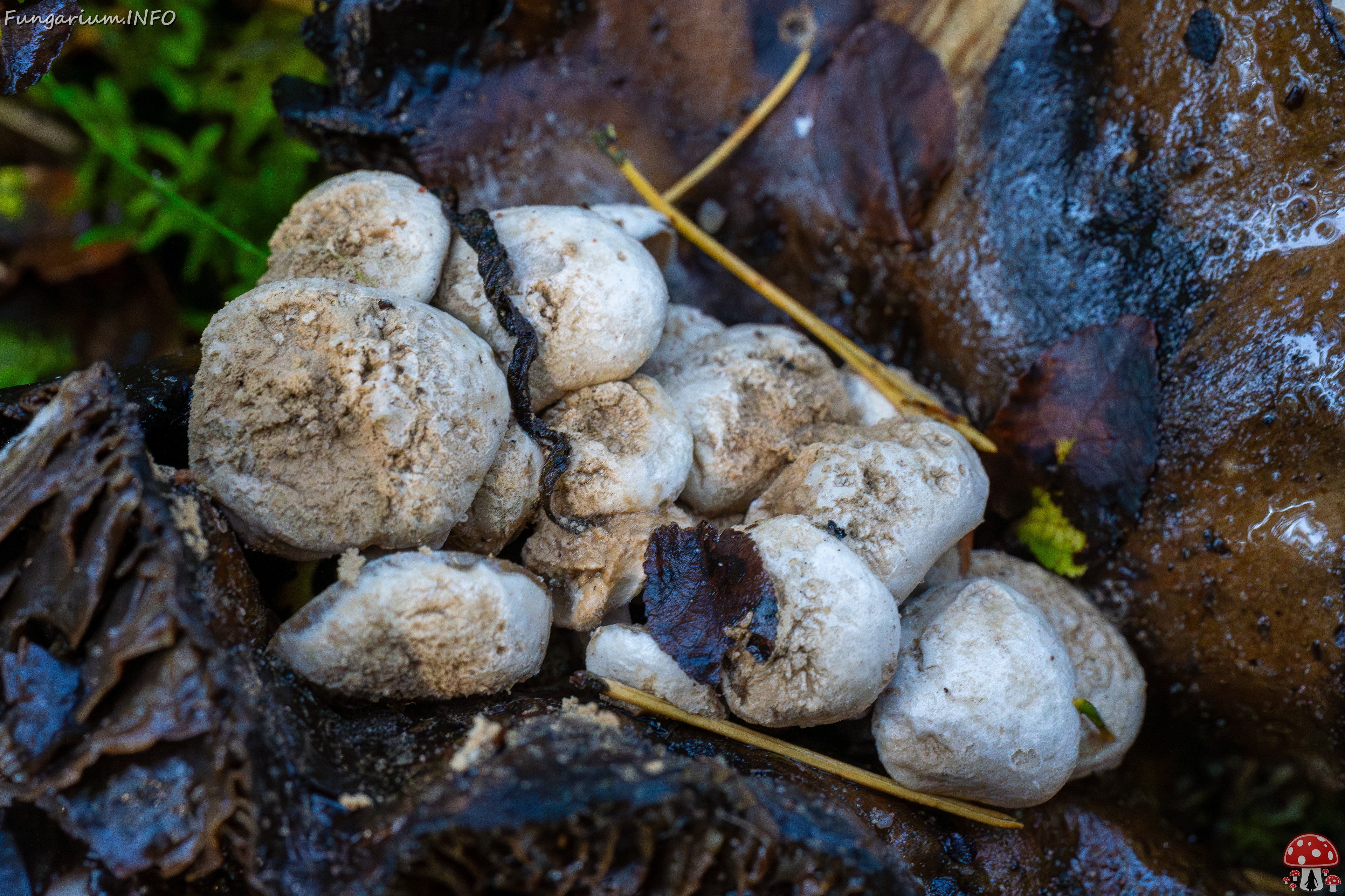 Asterophora lycoperdoides _2025-09-13_1-6 