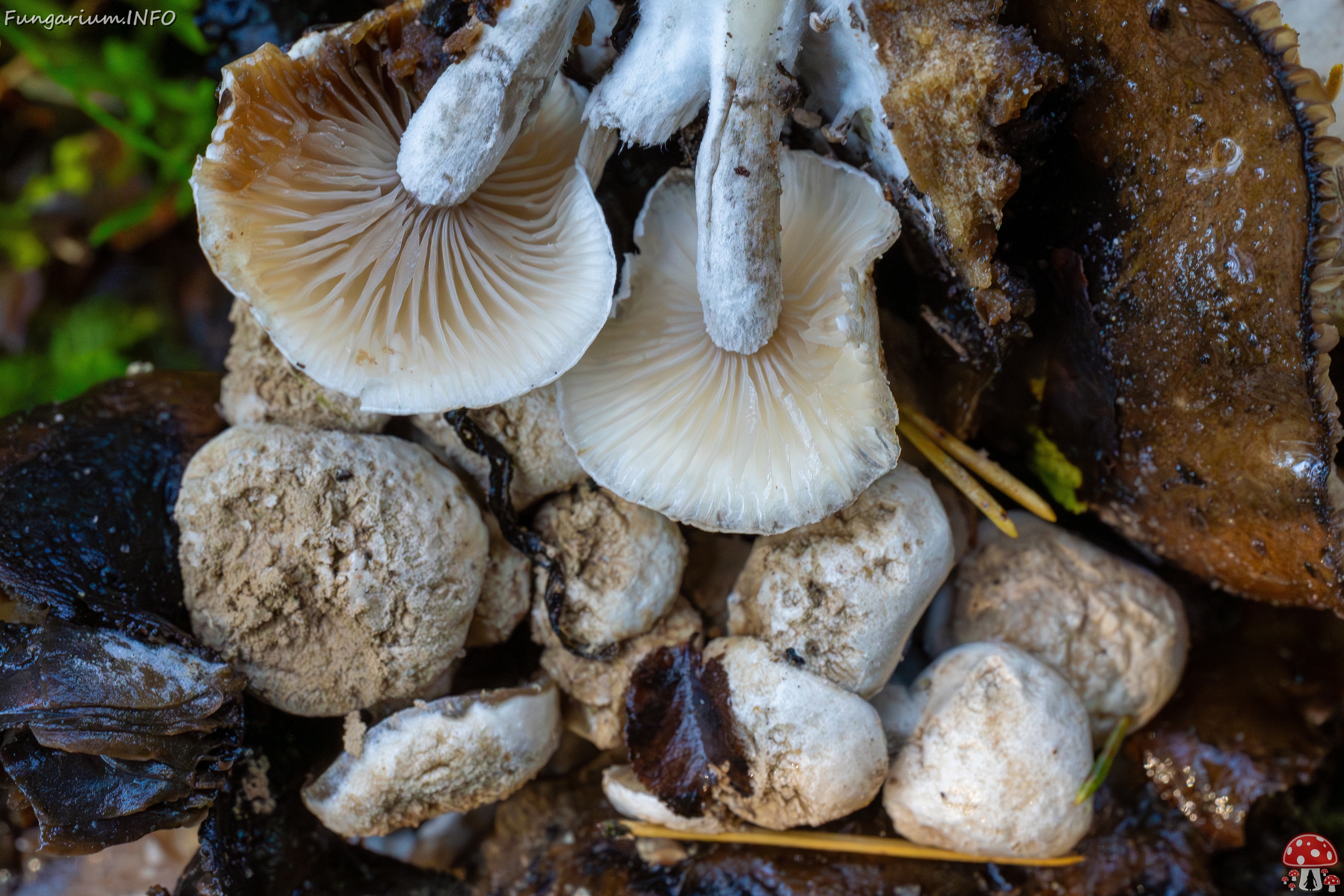 Asterophora lycoperdoides _2025-09-13_1-7 