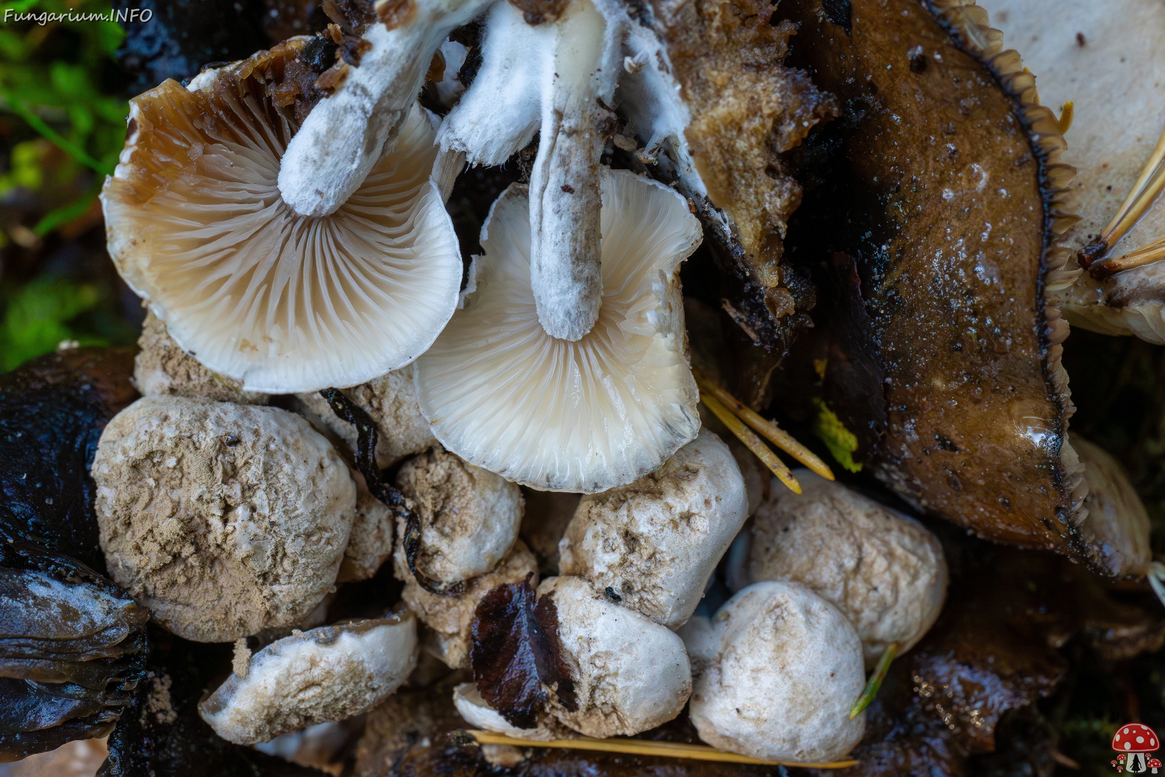 Asterophora lycoperdoides _2025-09-13_1-8 