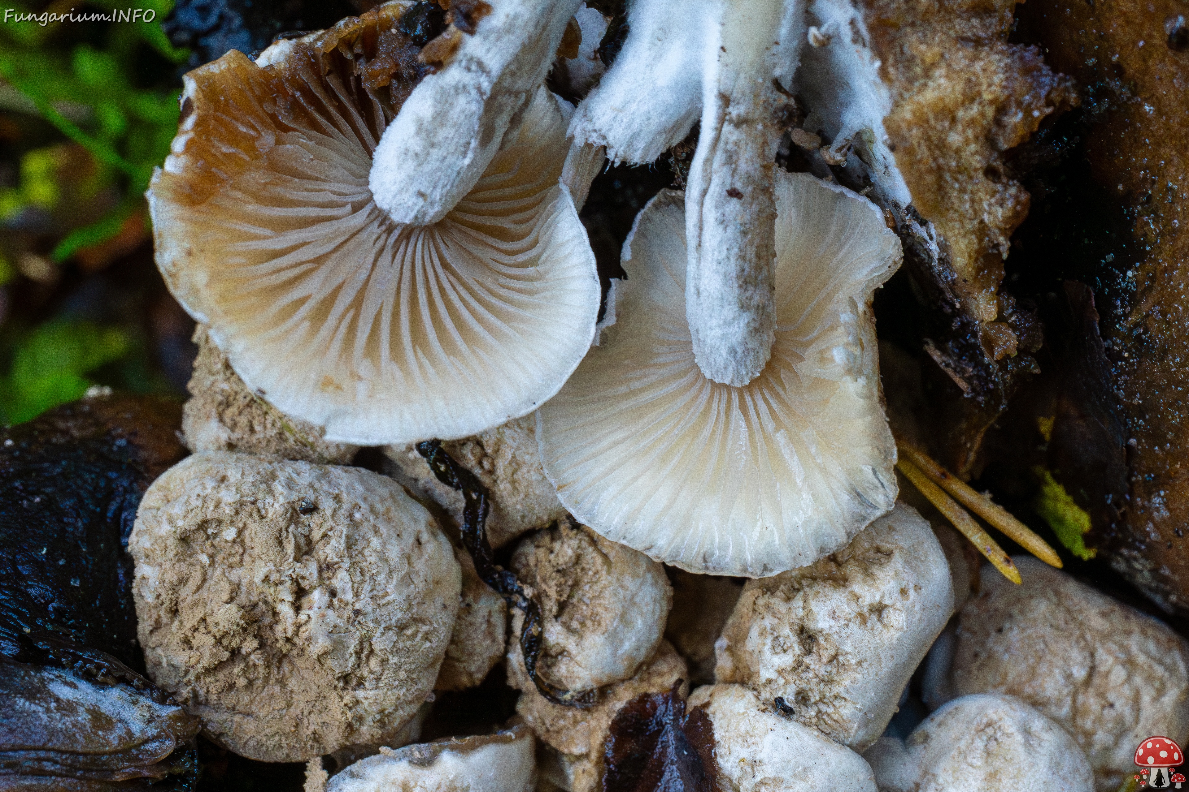 Asterophora lycoperdoides _2025-09-13_1-9 