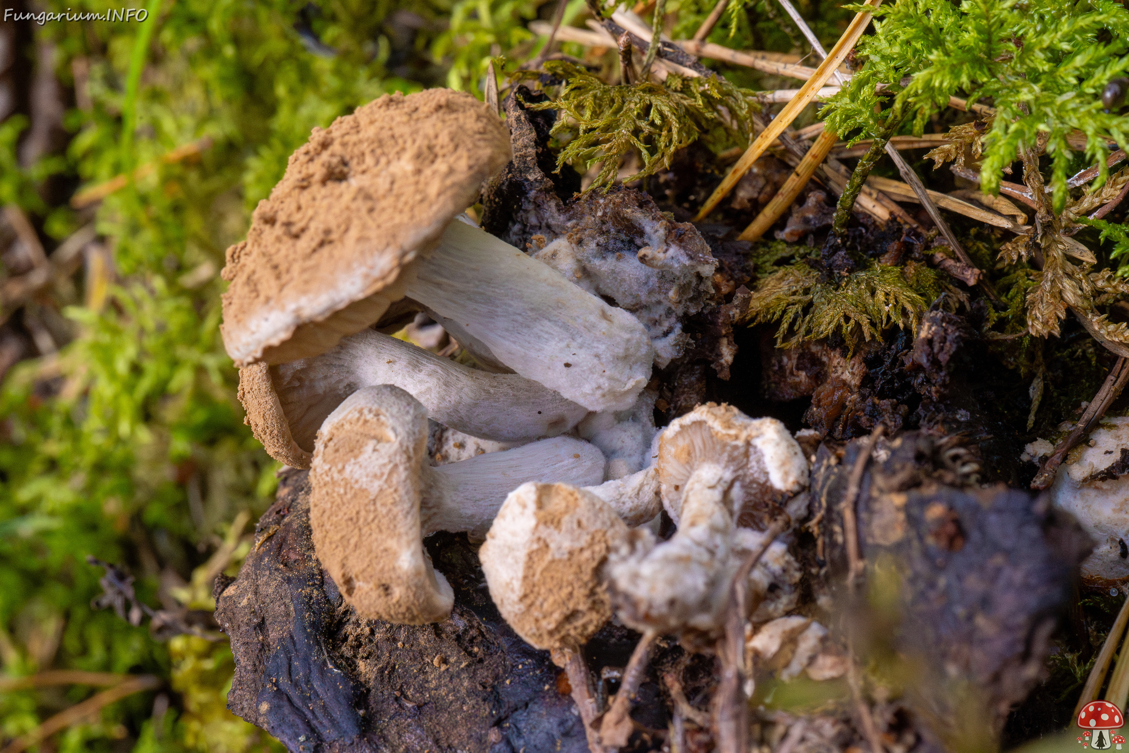 asterophora-lycoperdoides_1-1 