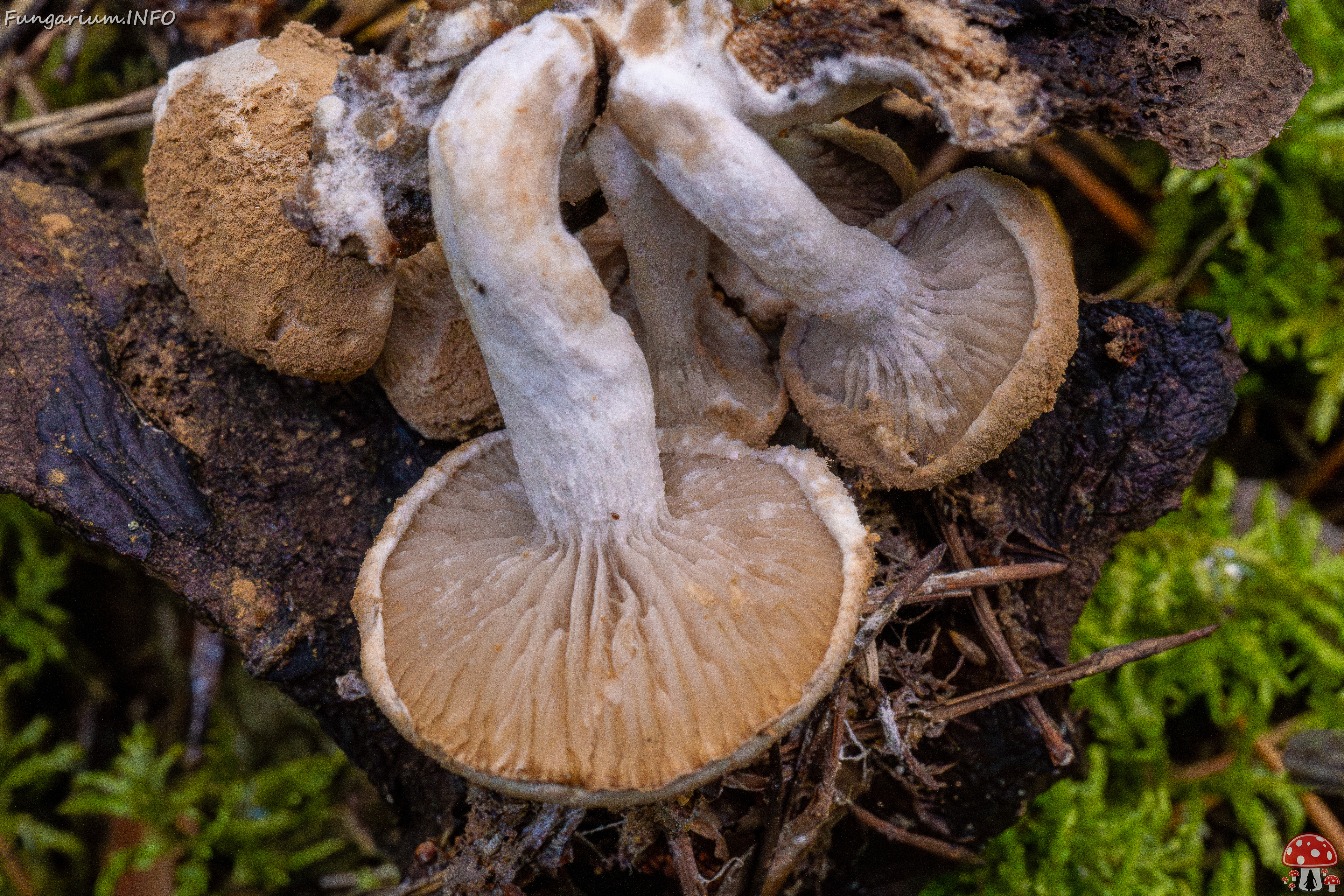 asterophora-lycoperdoides_1-10 