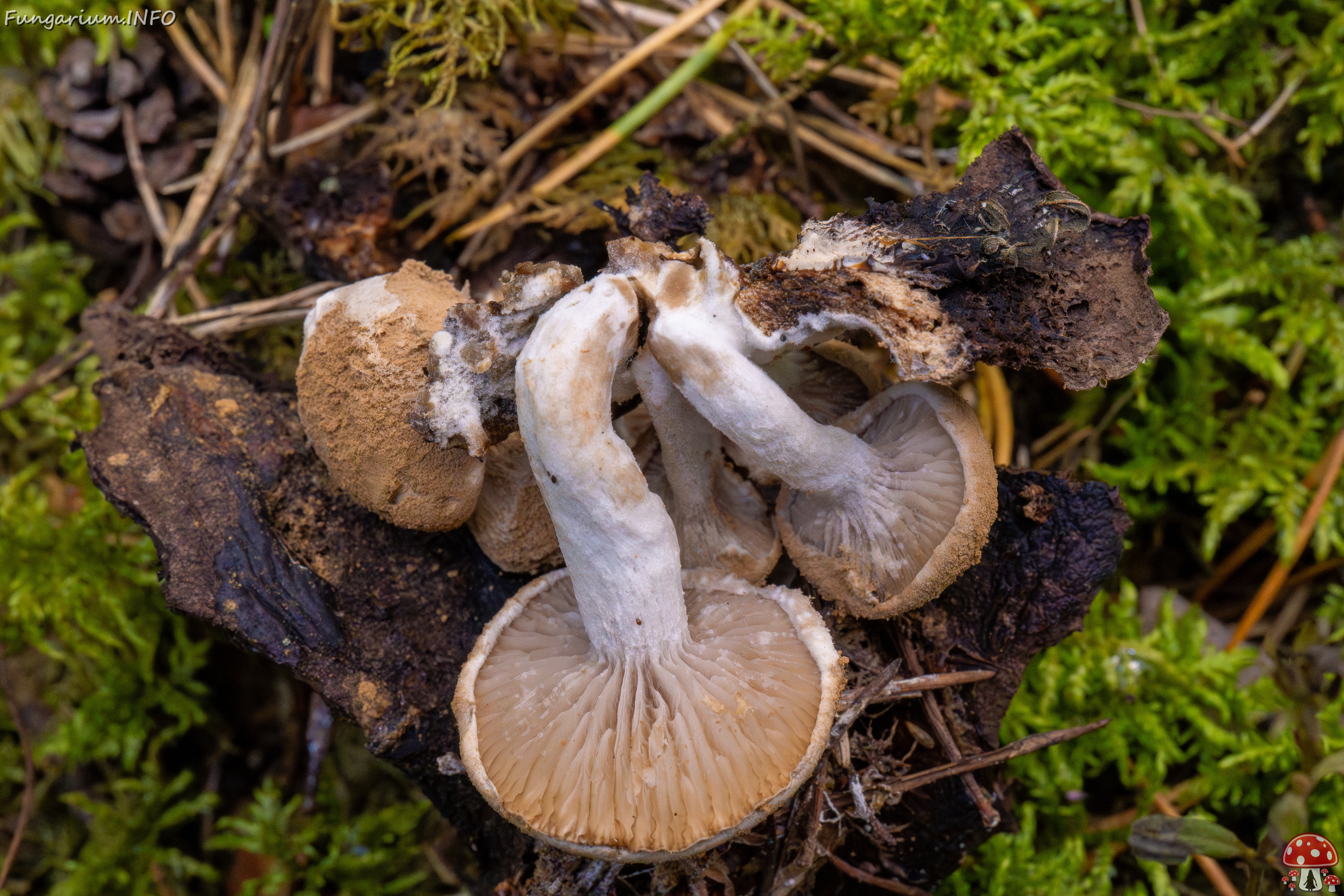 asterophora-lycoperdoides_1-12 