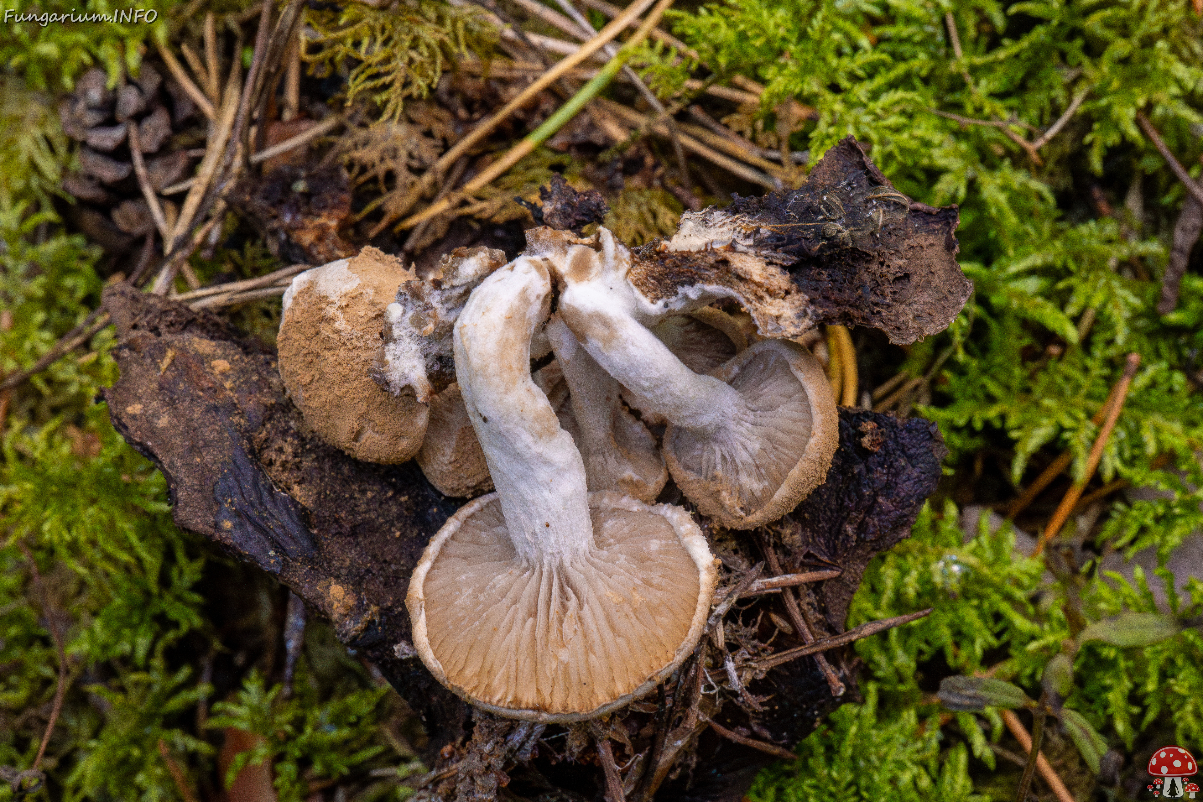 asterophora-lycoperdoides_1-13 