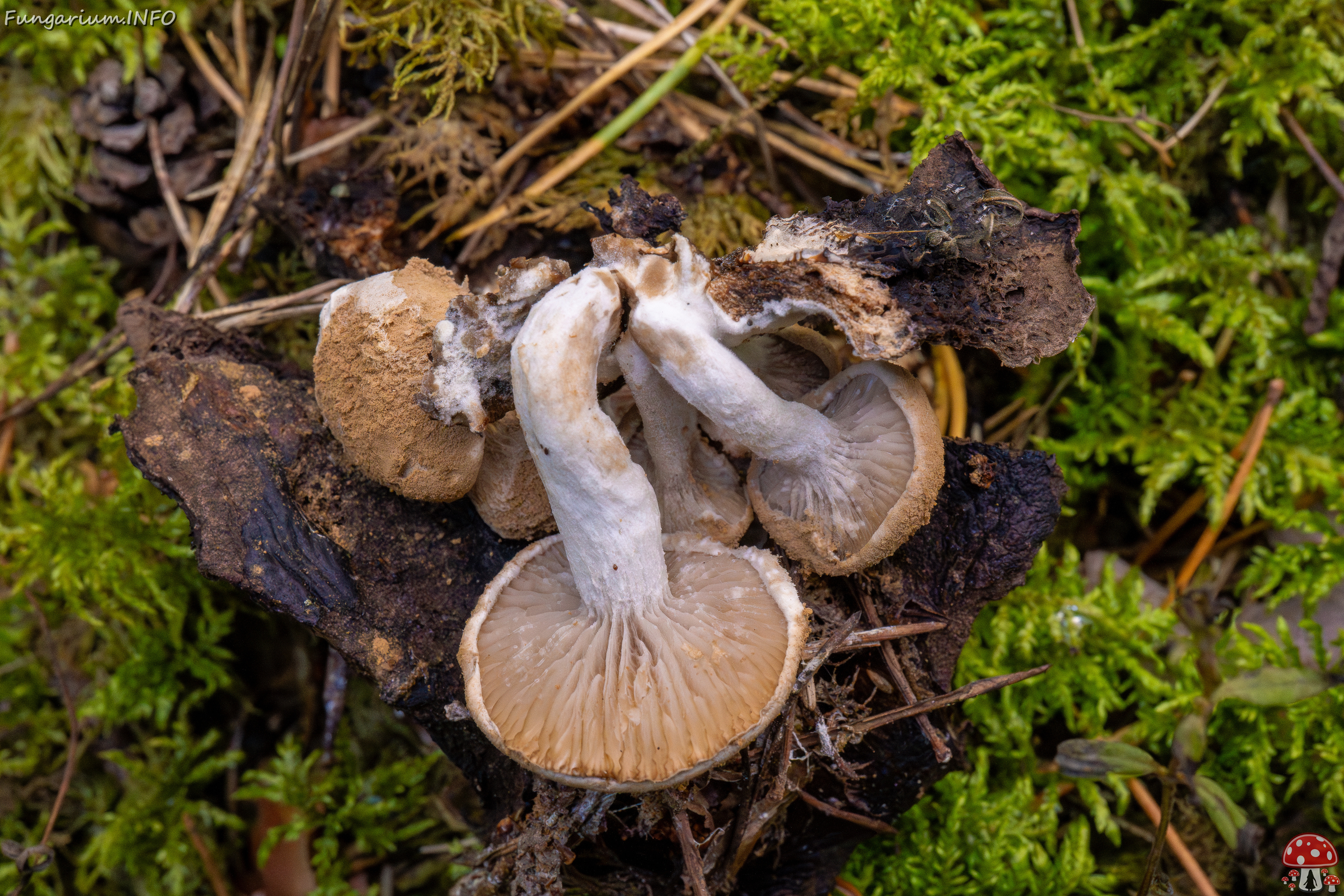 asterophora-lycoperdoides_1-14 