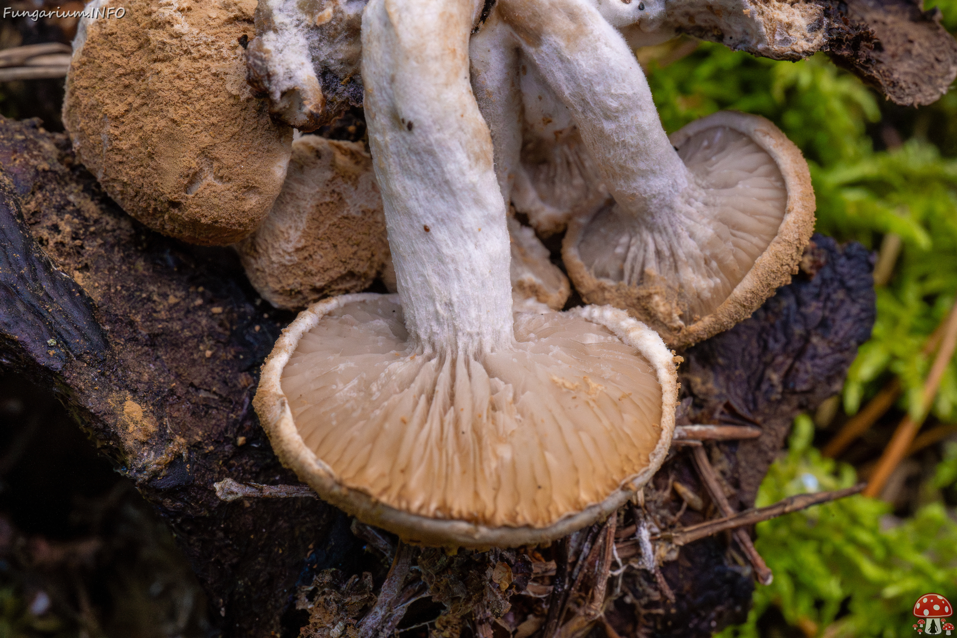 asterophora-lycoperdoides_1-15 