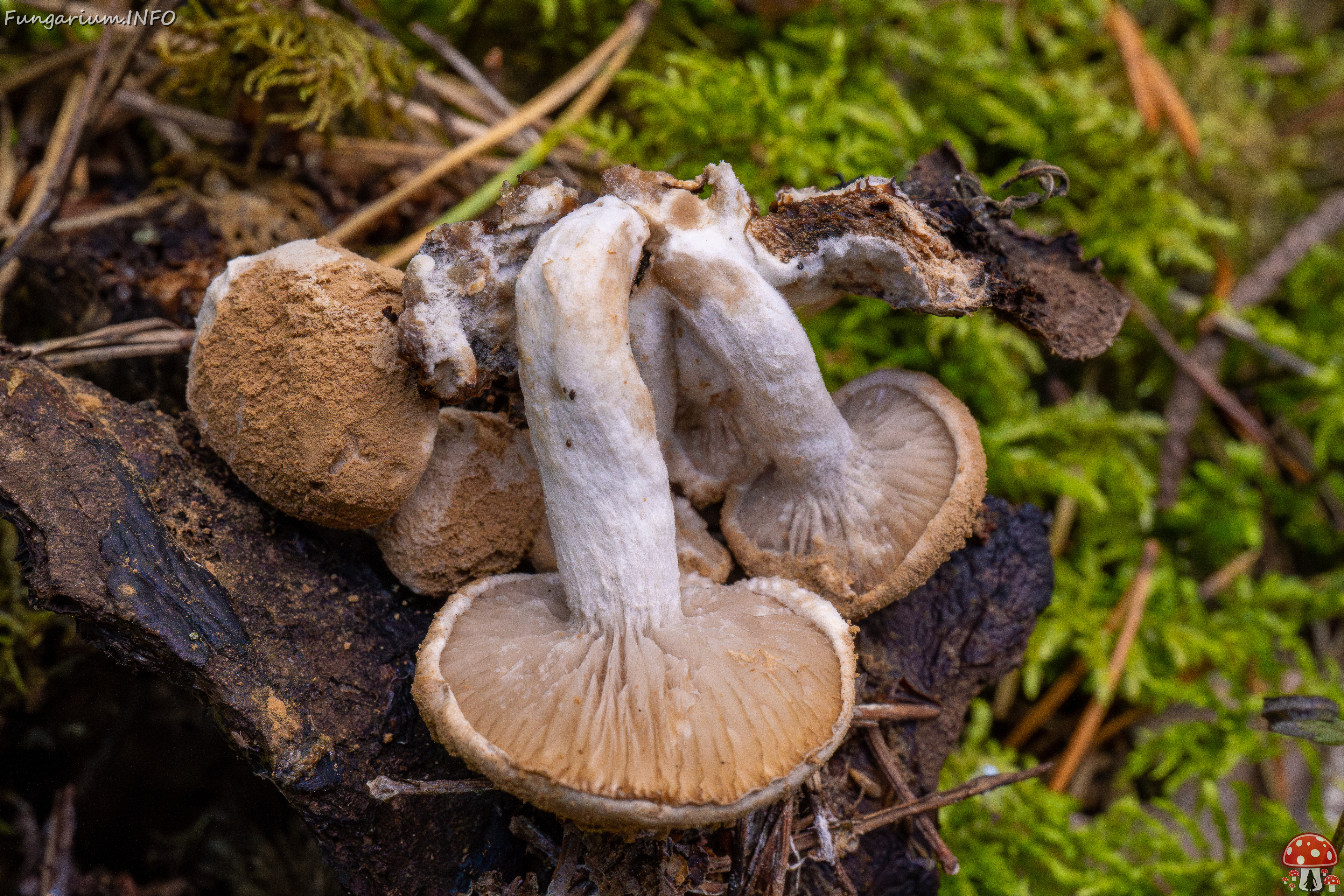 asterophora-lycoperdoides_1-16 