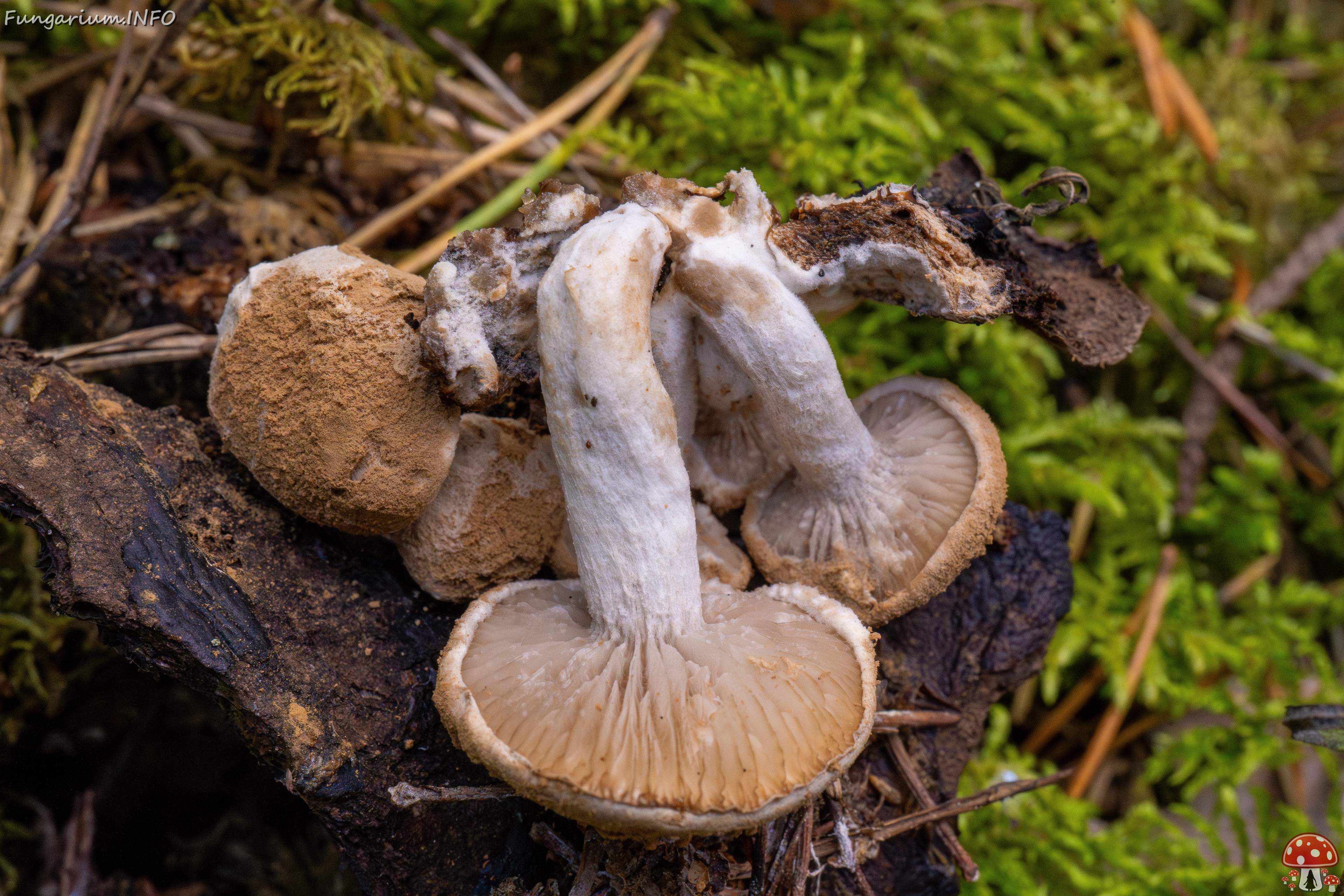 asterophora-lycoperdoides_1-17 