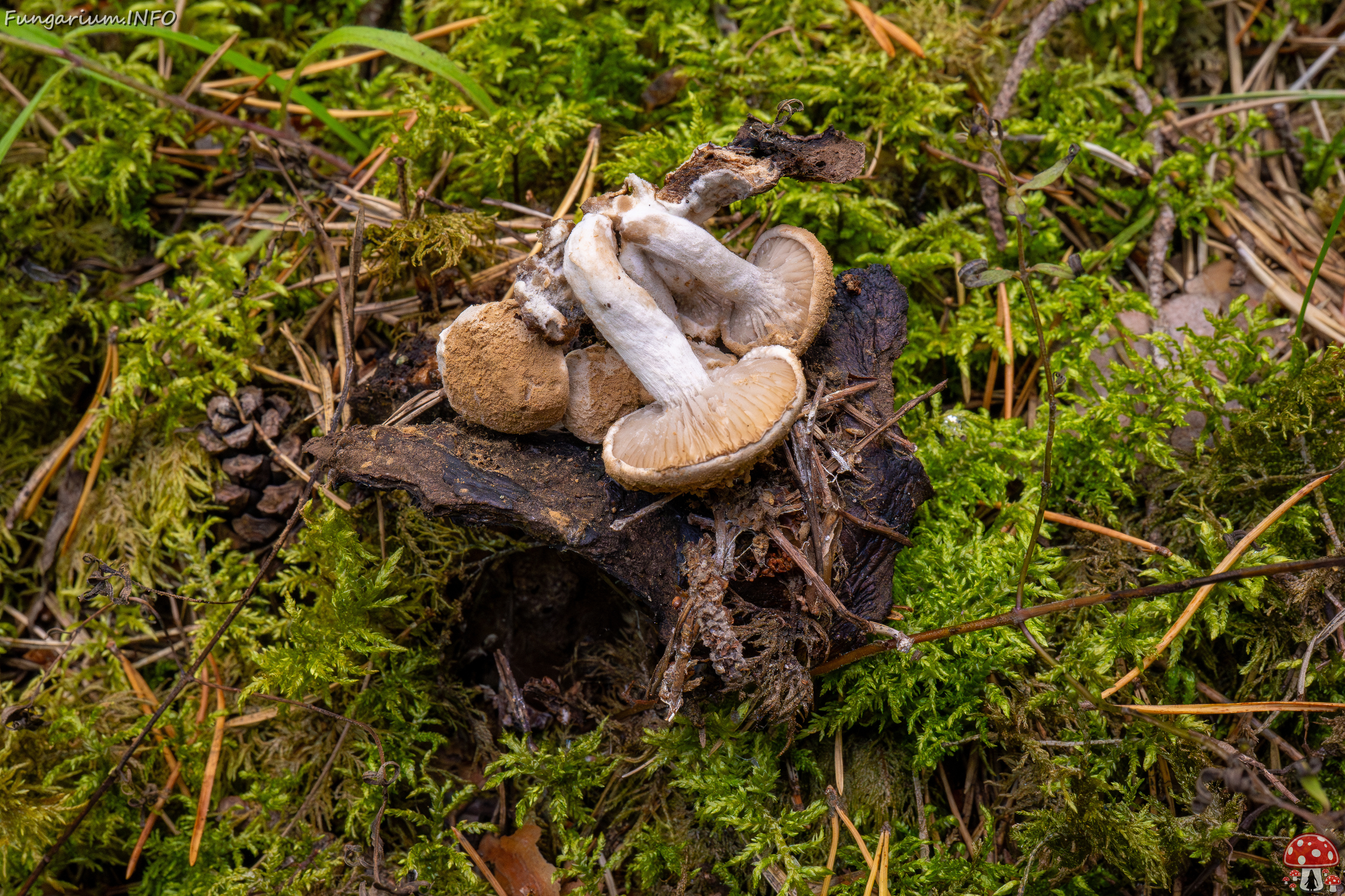 asterophora-lycoperdoides_1-19 