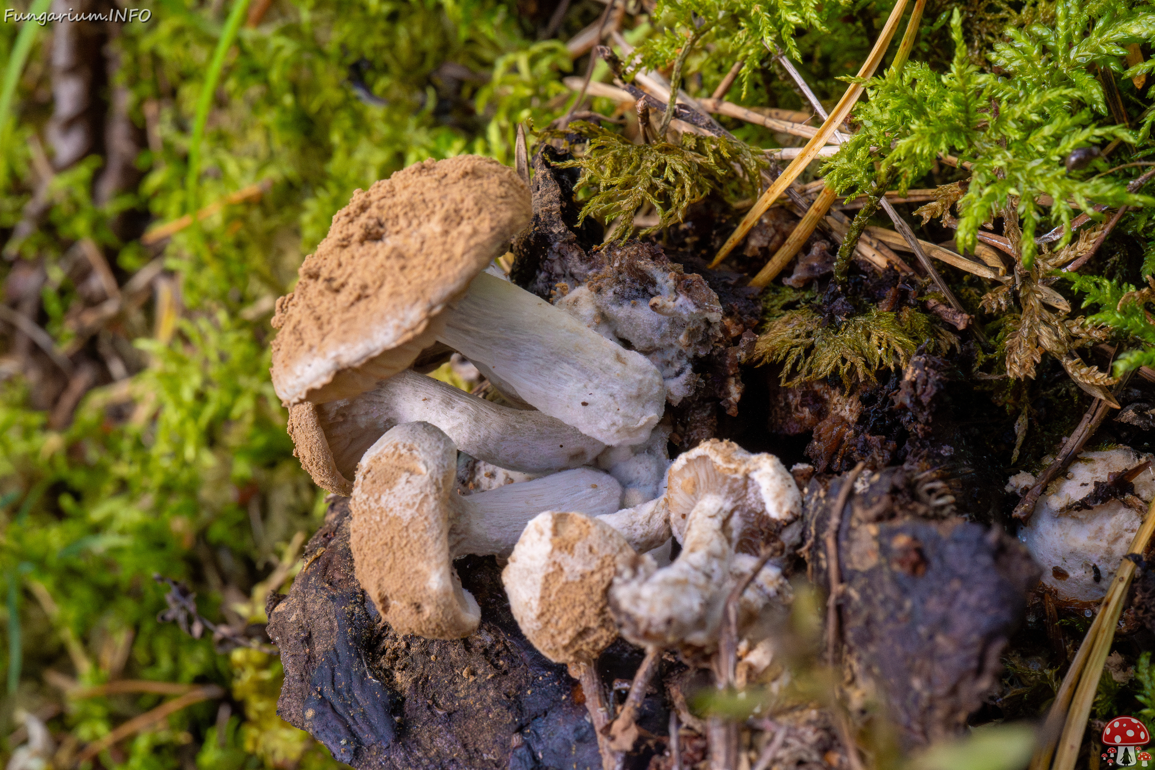 asterophora-lycoperdoides_1-2 