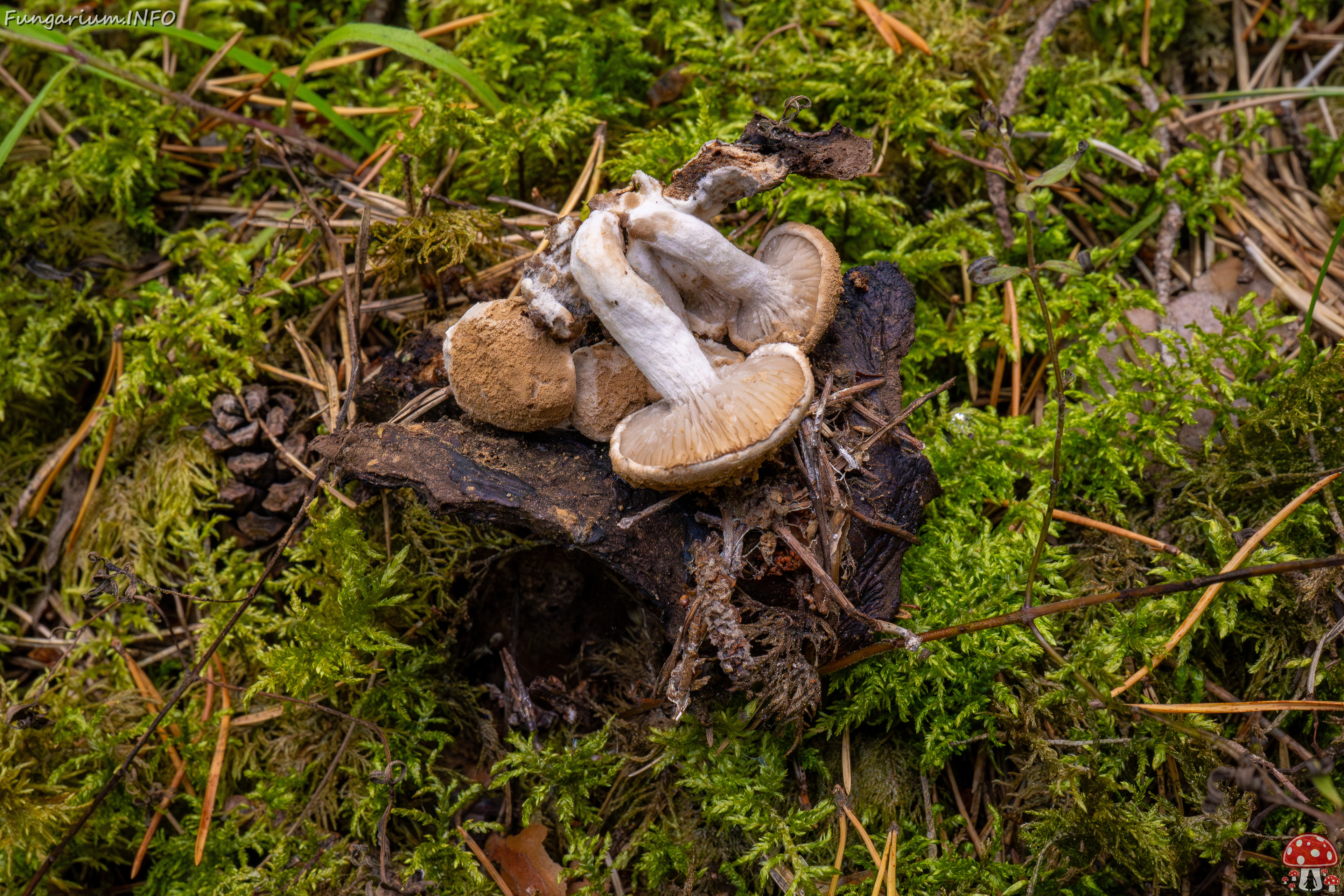 asterophora-lycoperdoides_1-20 