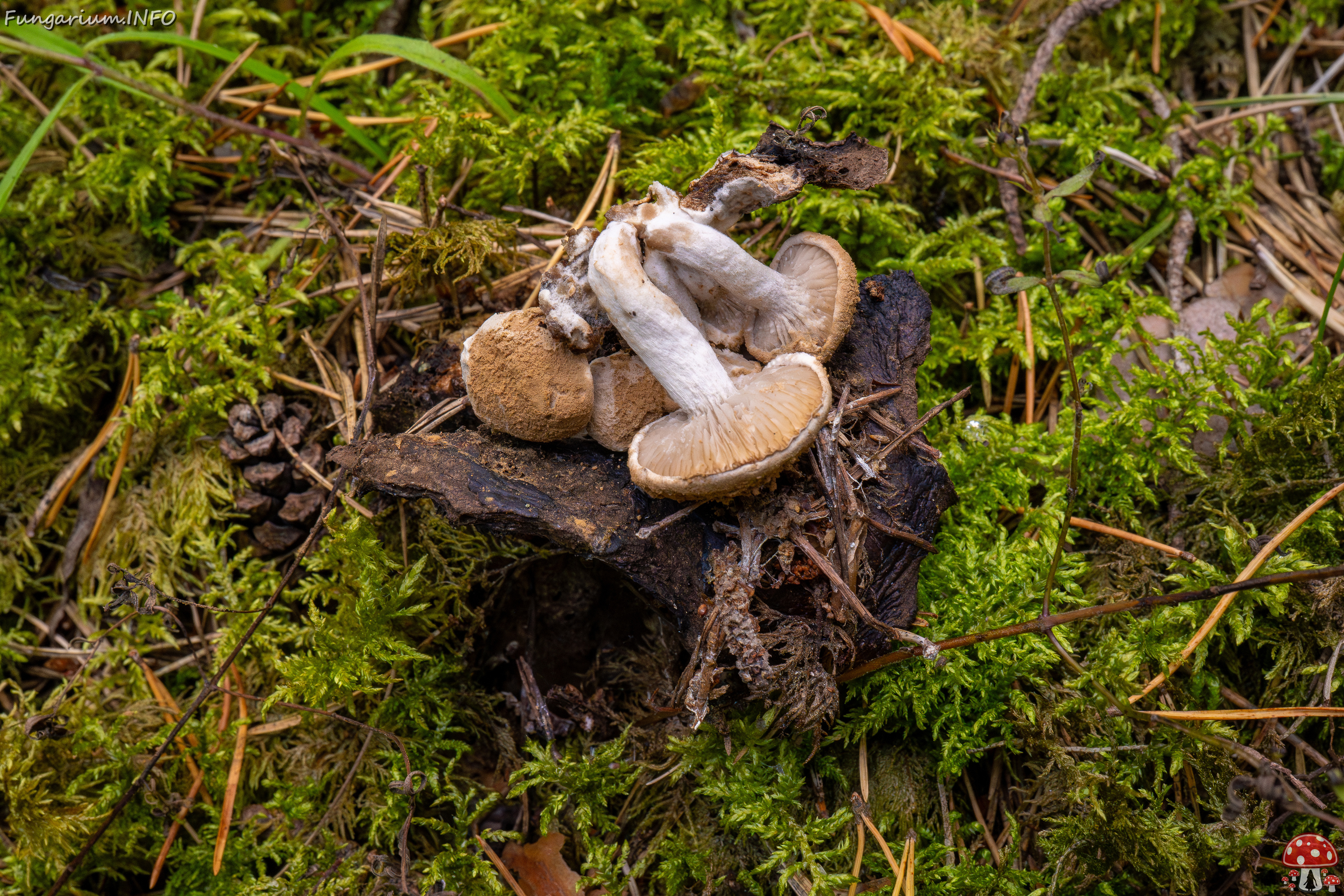 asterophora-lycoperdoides_1-21 