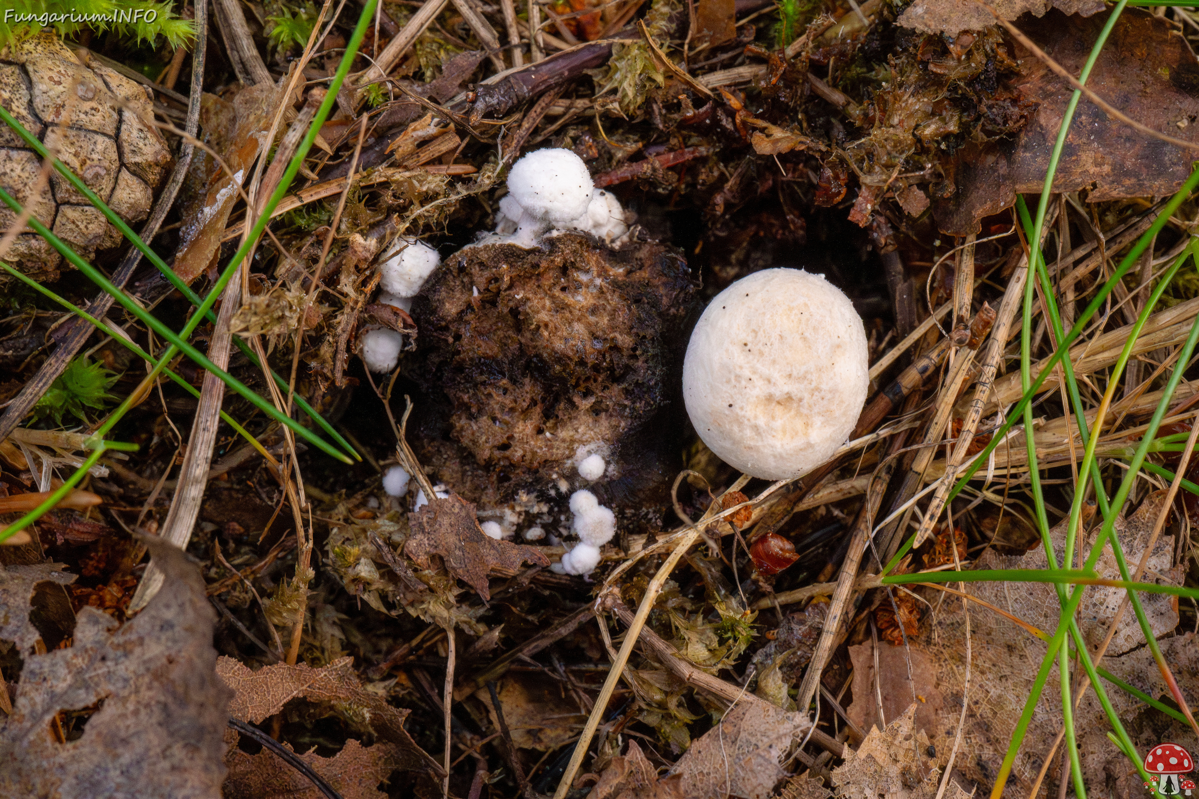 asterophora-lycoperdoides_1-22 