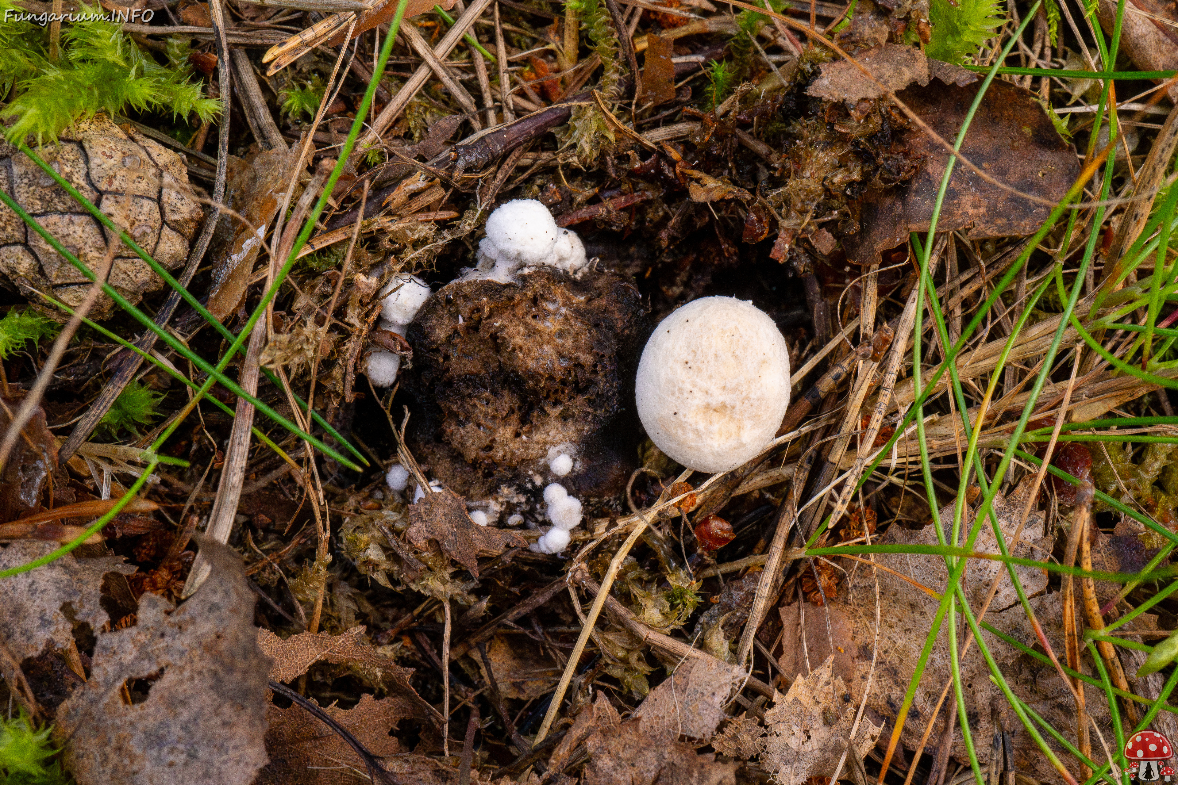 asterophora-lycoperdoides_1-23 