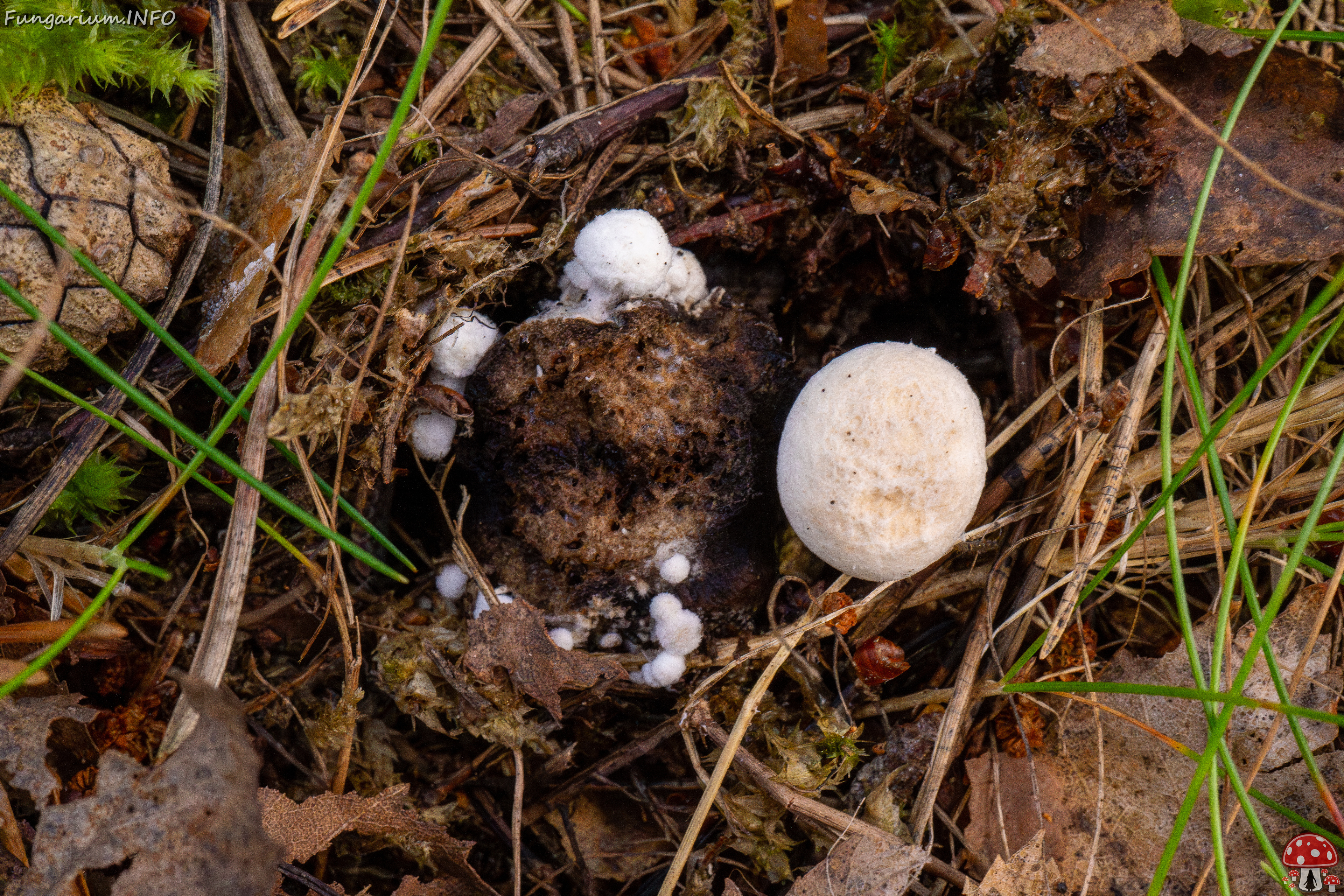 asterophora-lycoperdoides_1-24 