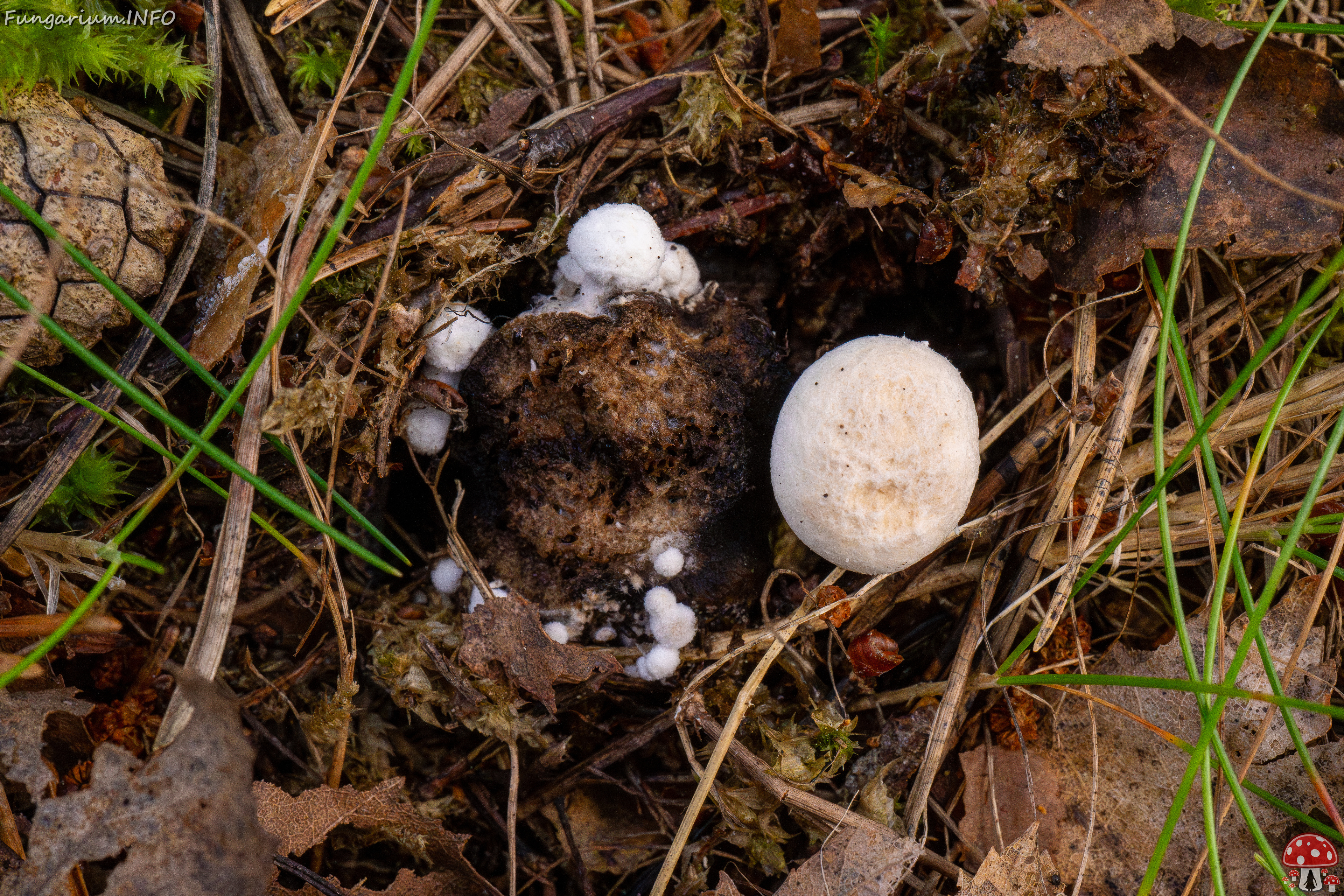 asterophora-lycoperdoides_1-25 