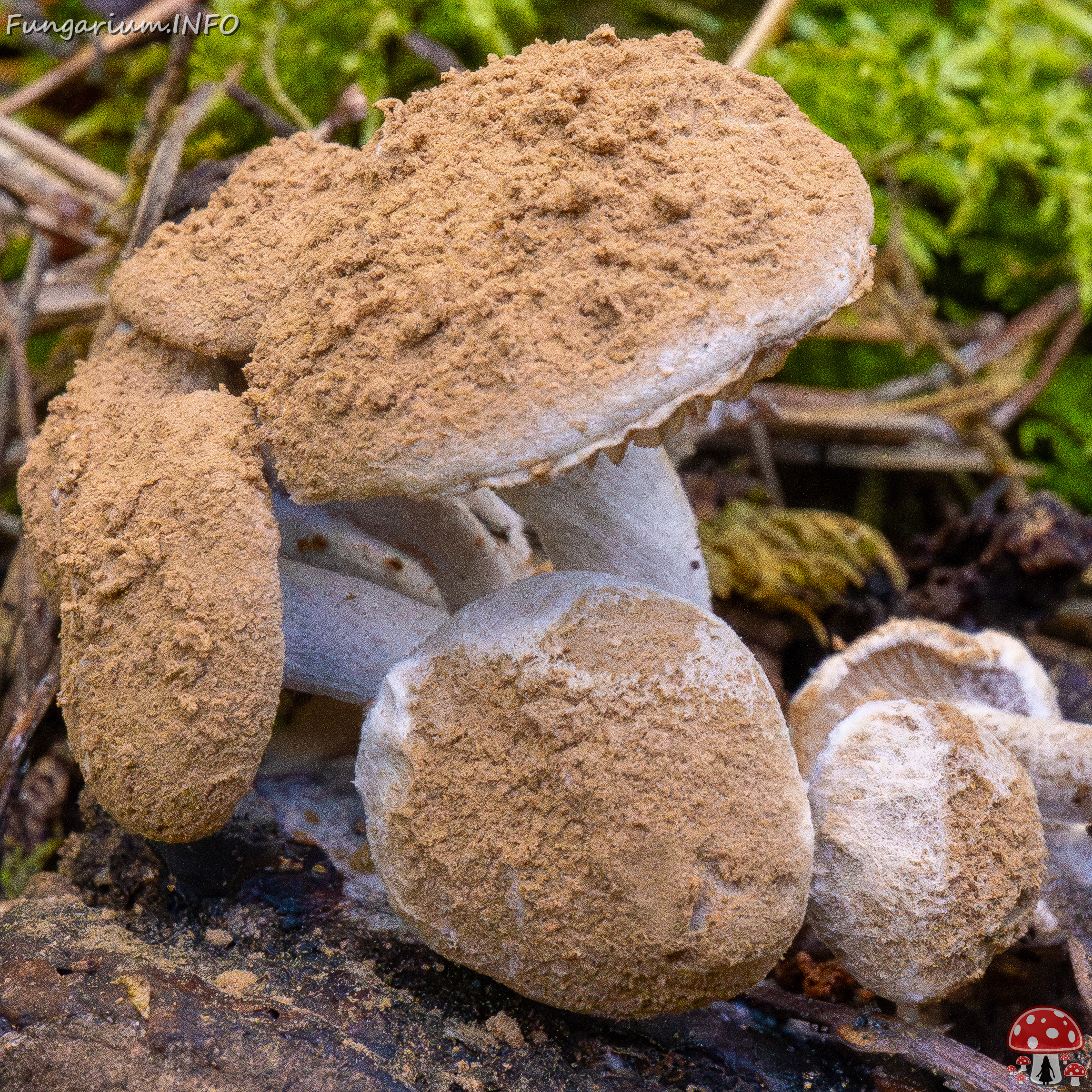 asterophora-lycoperdoides_1-26 