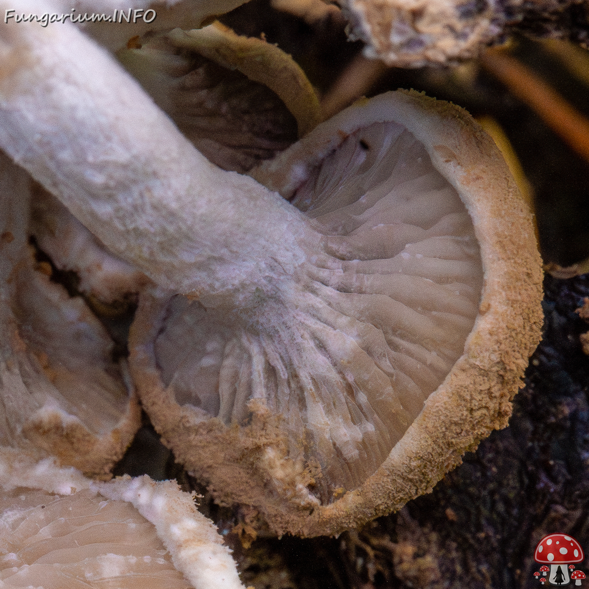 asterophora-lycoperdoides_1-27 