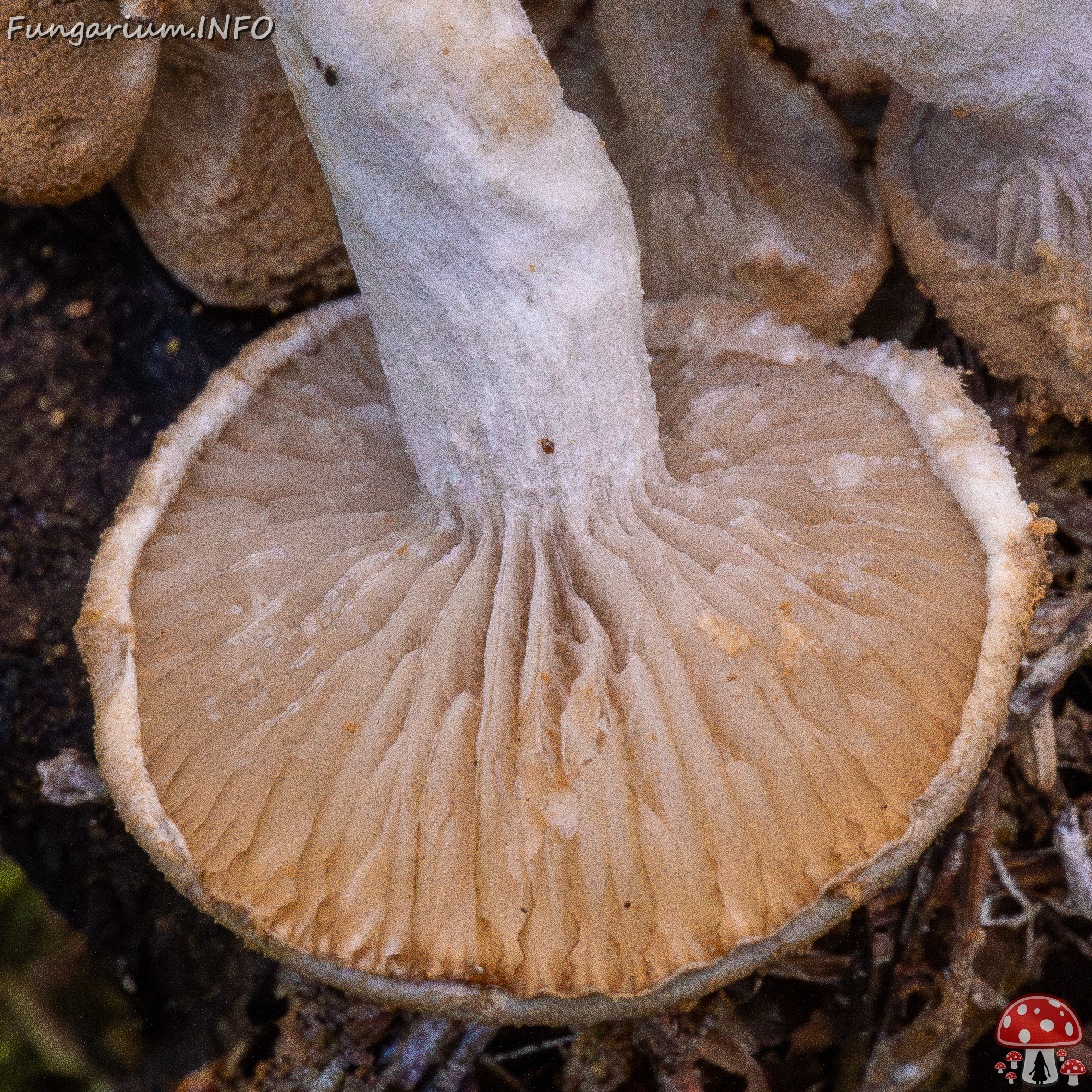 asterophora-lycoperdoides_1-28 