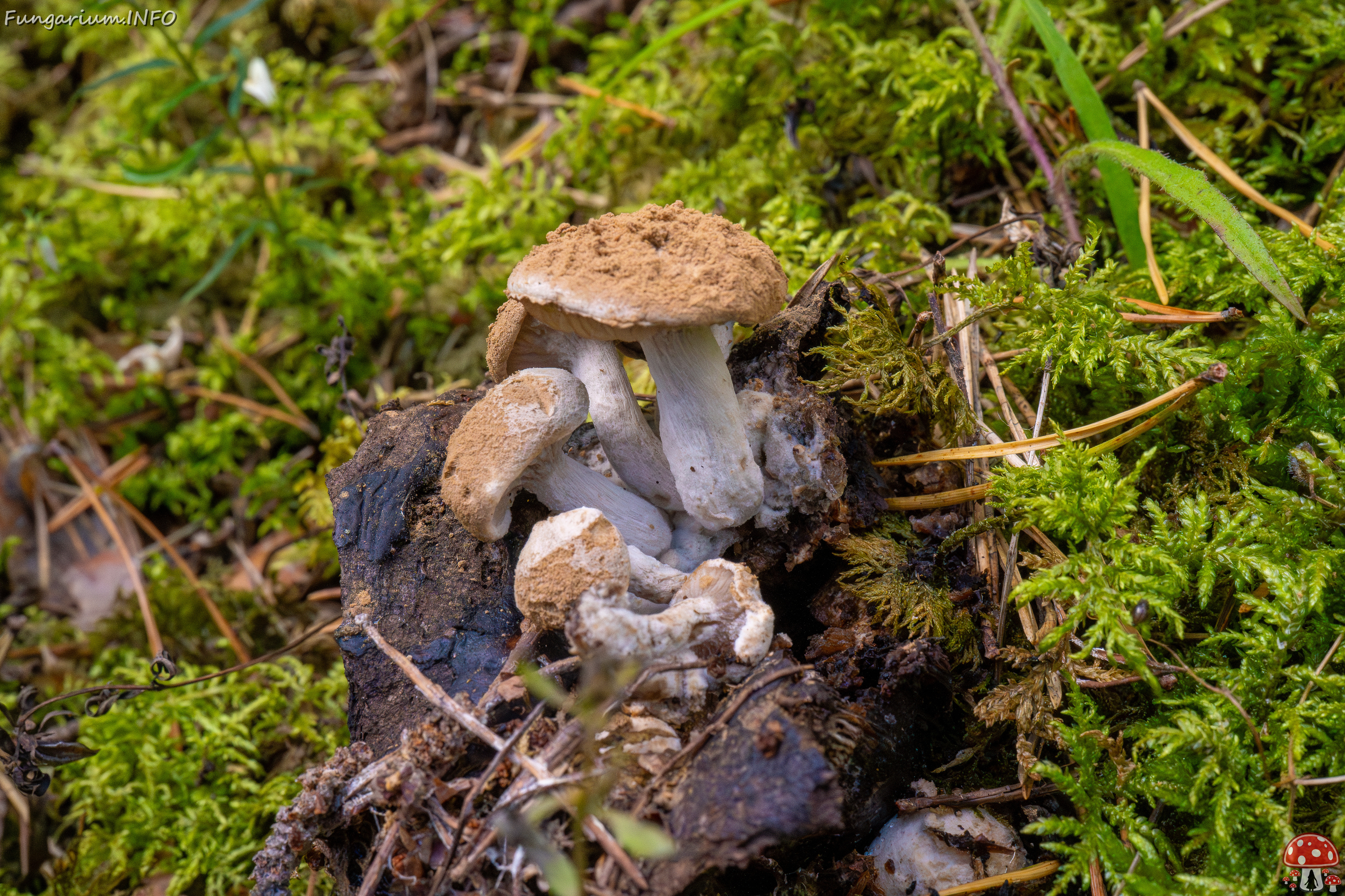 asterophora-lycoperdoides_1-3 