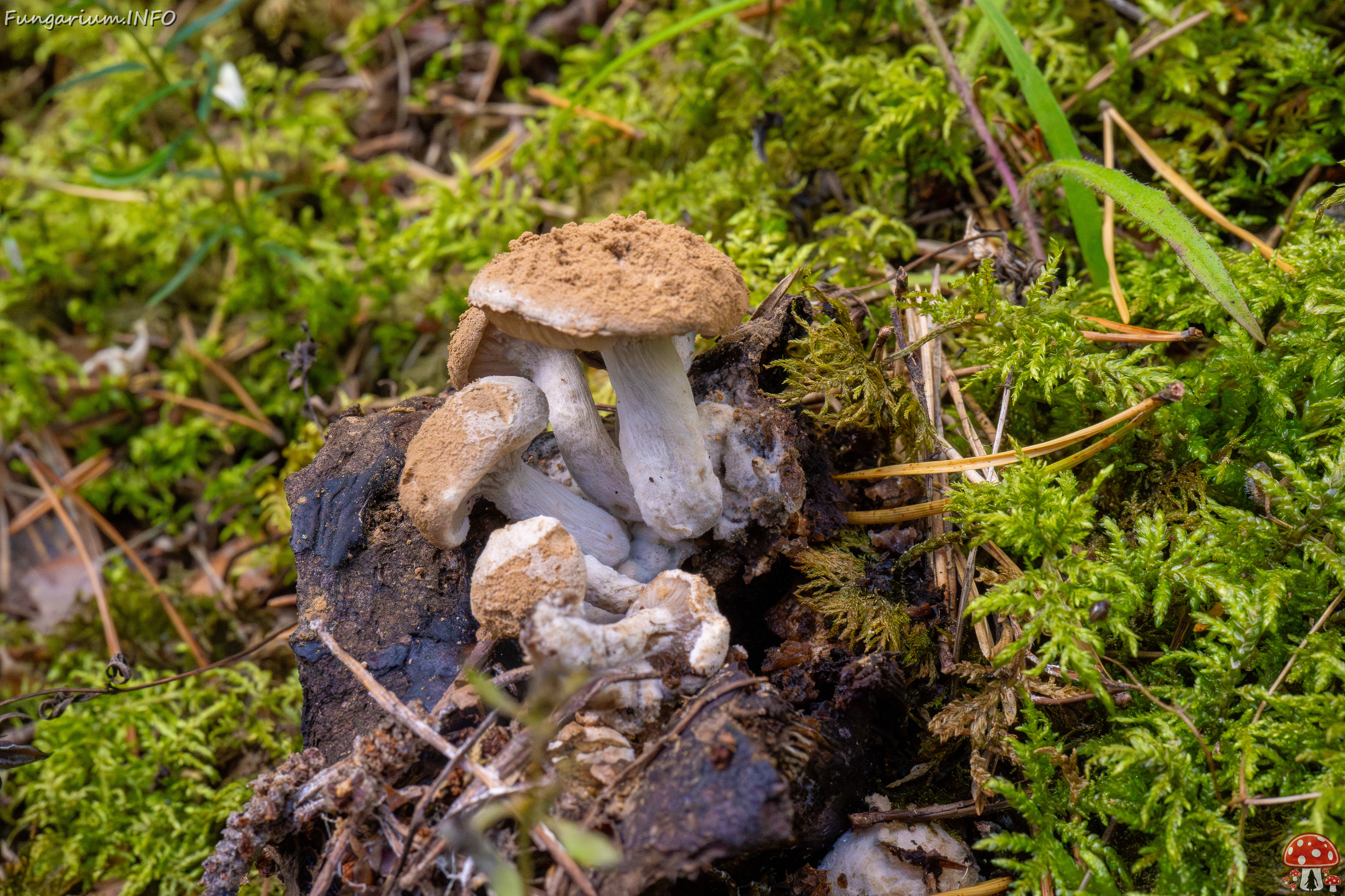 asterophora-lycoperdoides_1-4 