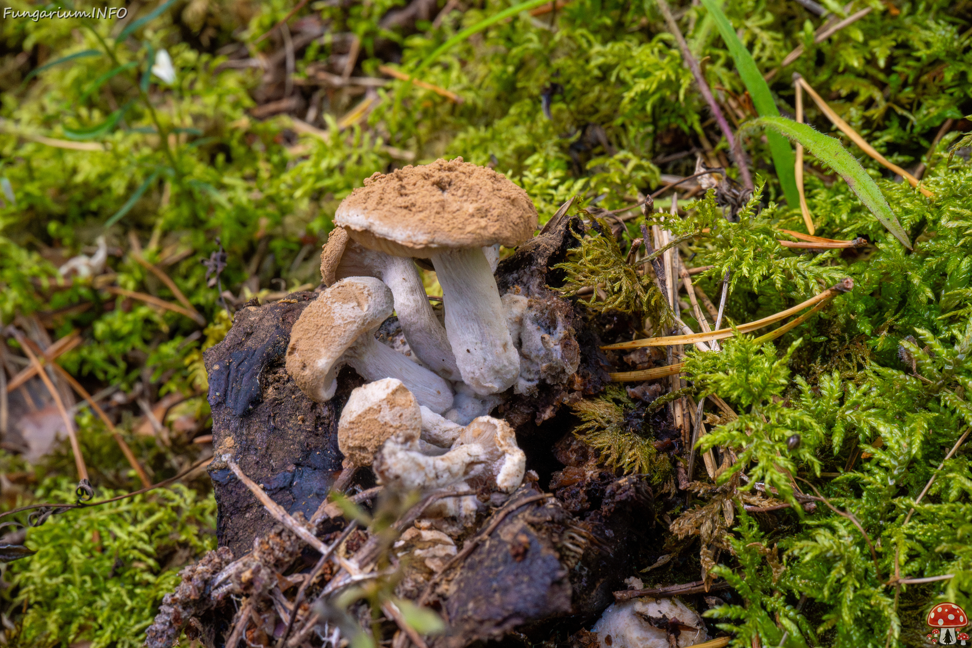 asterophora-lycoperdoides_1-5 