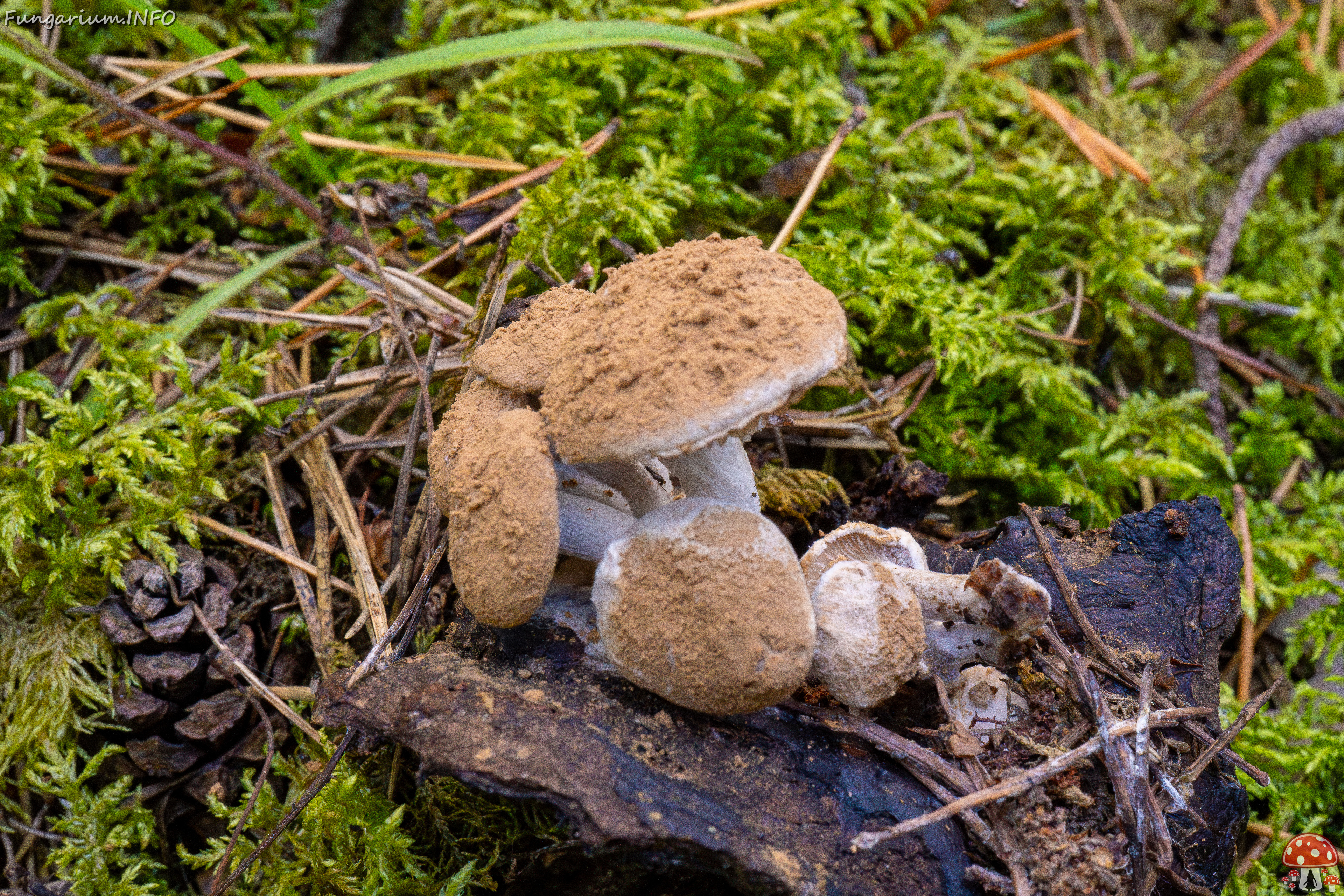 asterophora-lycoperdoides_1-7 