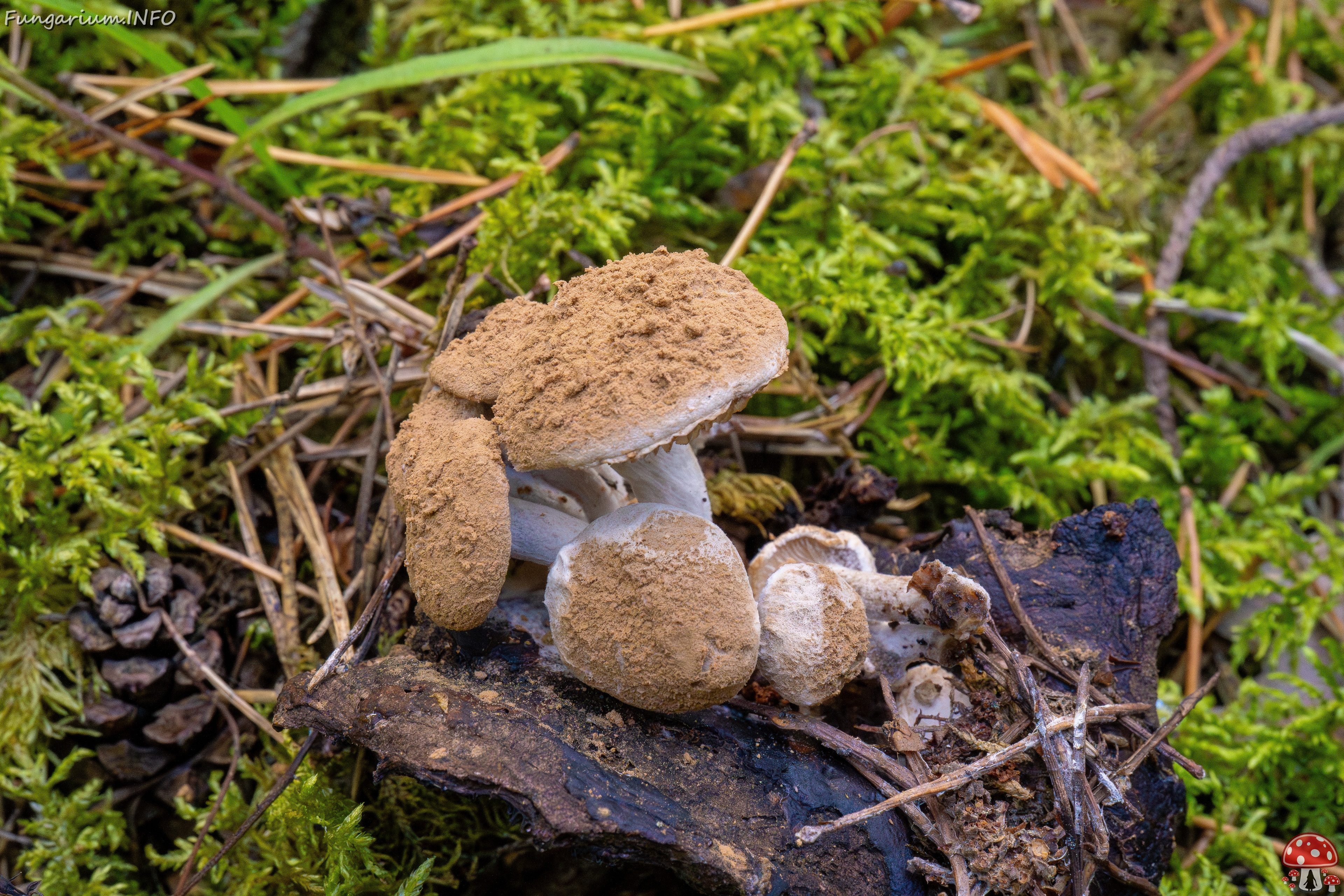asterophora-lycoperdoides_1-8 