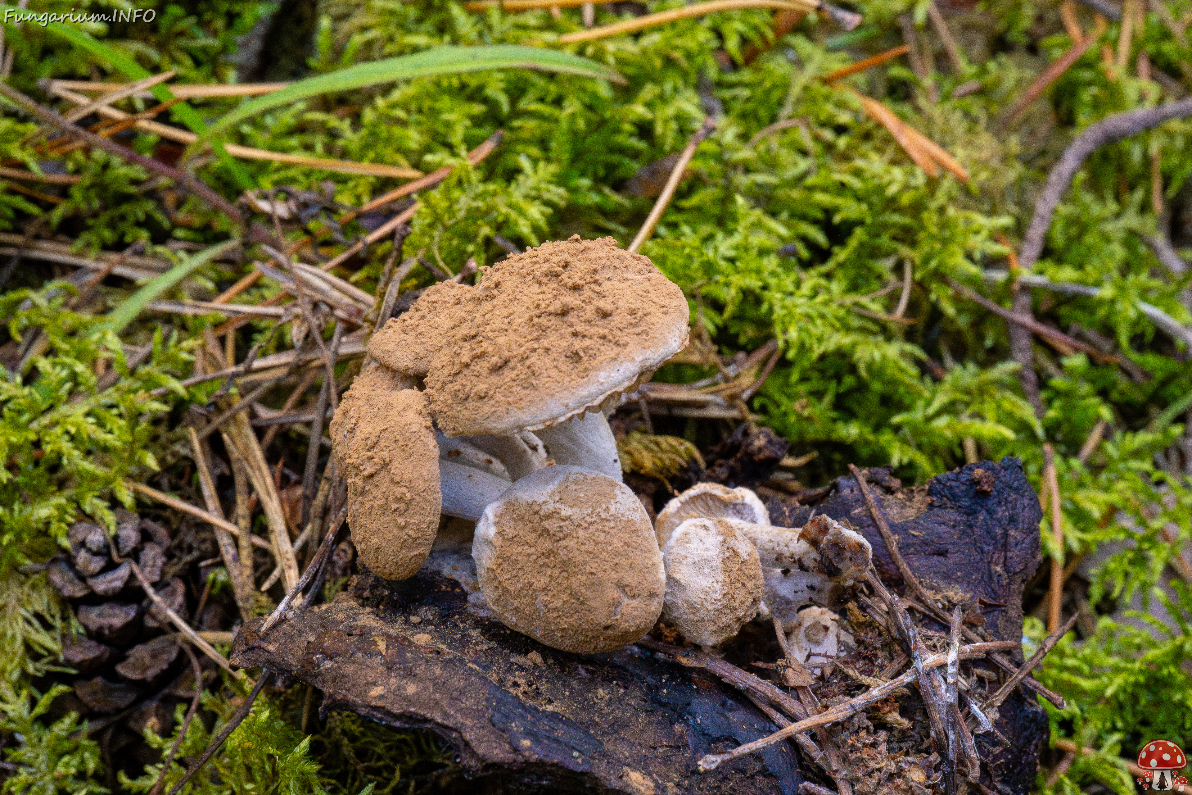 asterophora-lycoperdoides_1-9 