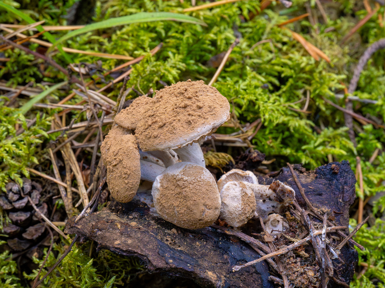 !asterophora-lycoperdoides_1-8