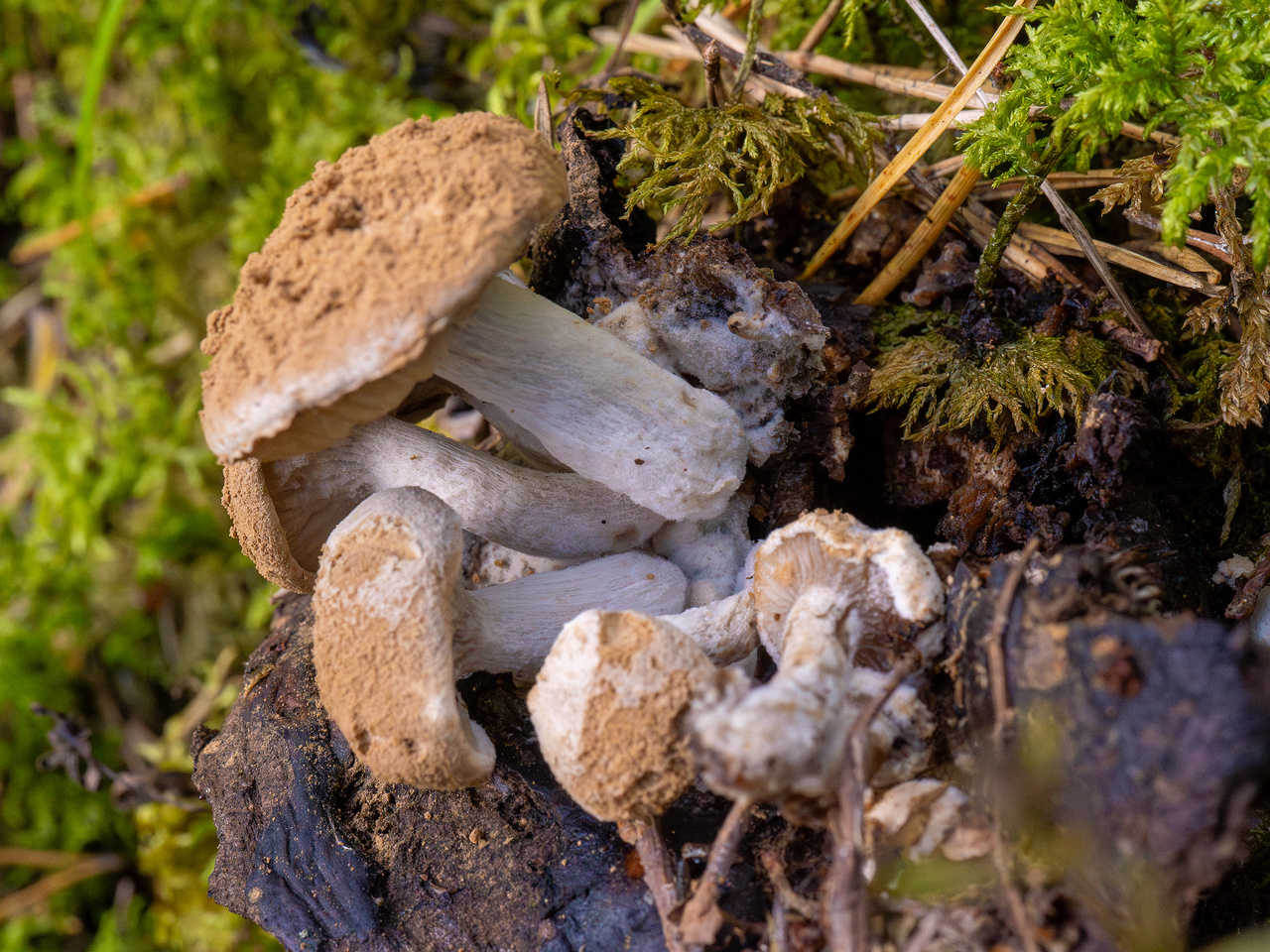 asterophora-lycoperdoides_1-1