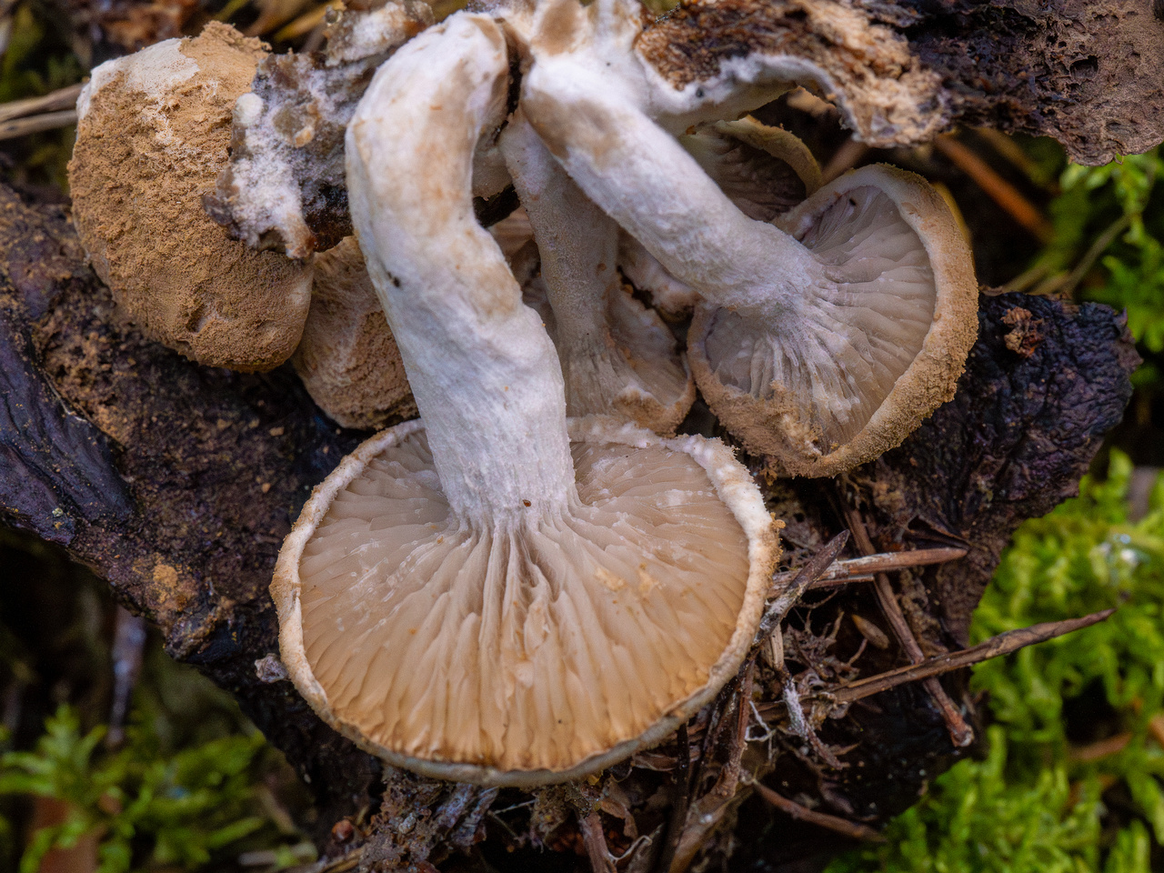 asterophora-lycoperdoides_1-10